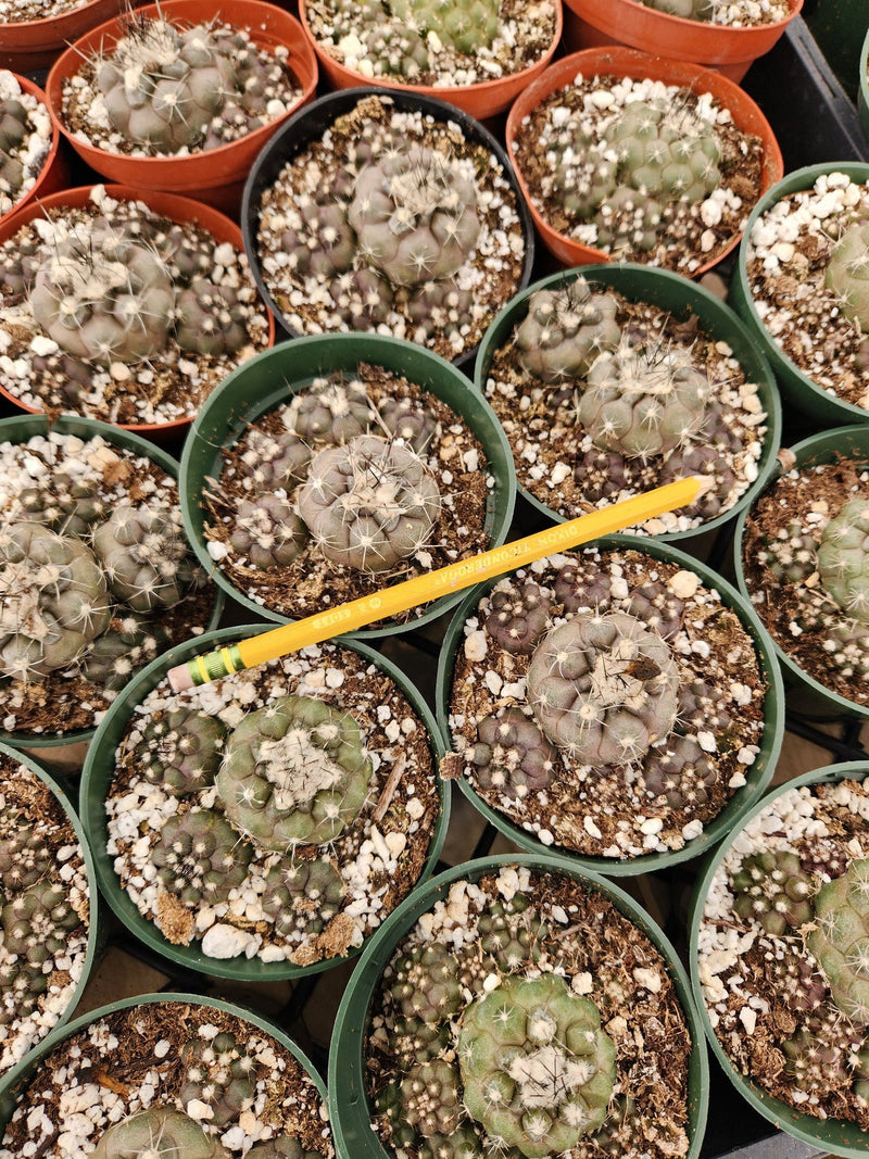 Copiapoa Hypoagaea cactus in 4" containers-Cactus - Small-The Succulent Source