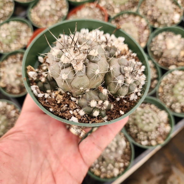 Copiapoa-Hypoagaea-cactus-in-4