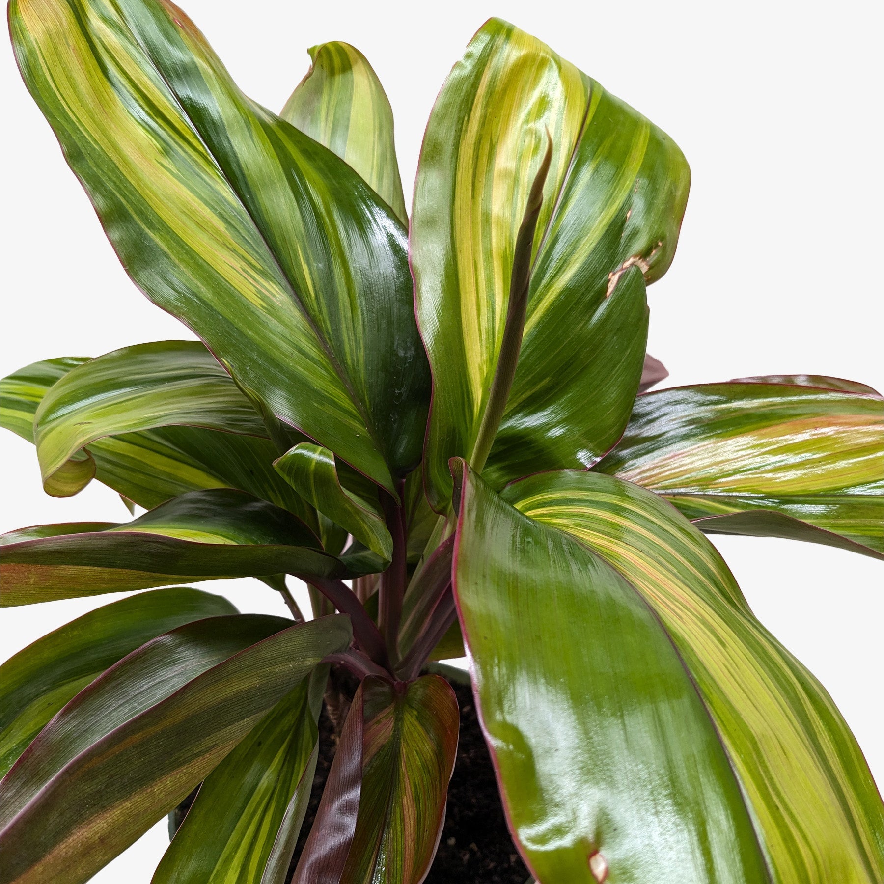 Cordyline Willies Gold-The Succulent Source