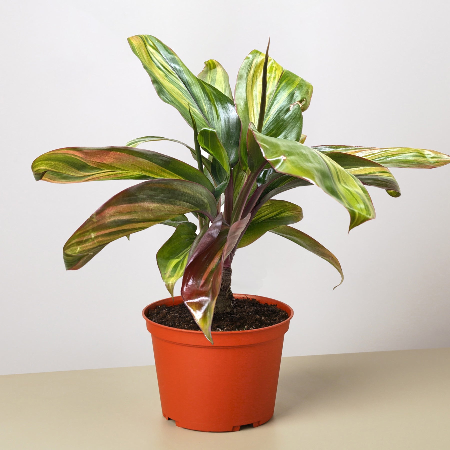 Cordyline Willies Gold-The Succulent Source