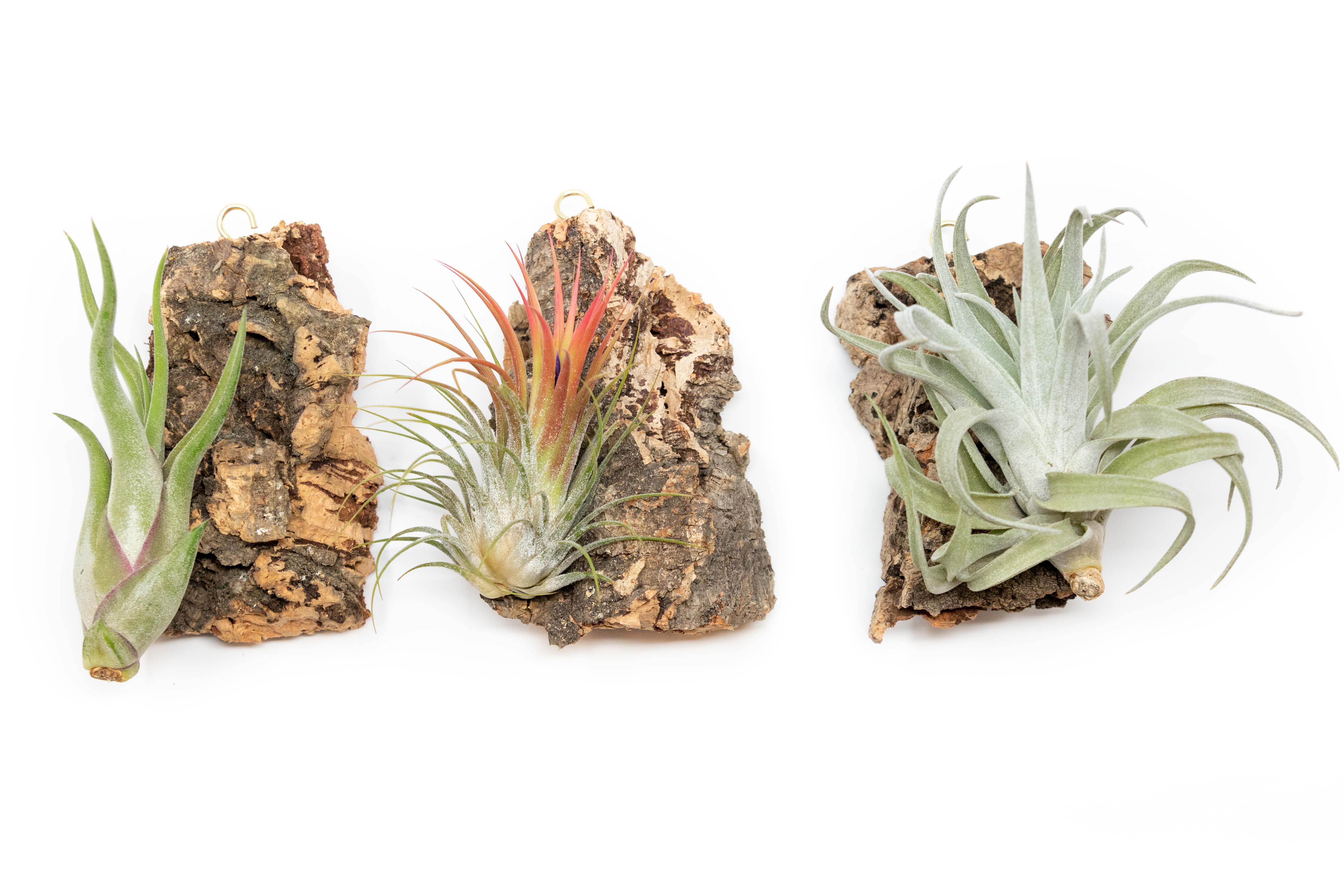 Cork Bark Chunk Display with Assorted Tillandsia Air Plant - Approximately 2 x 4 Inches-terrarium-The Succulent Source