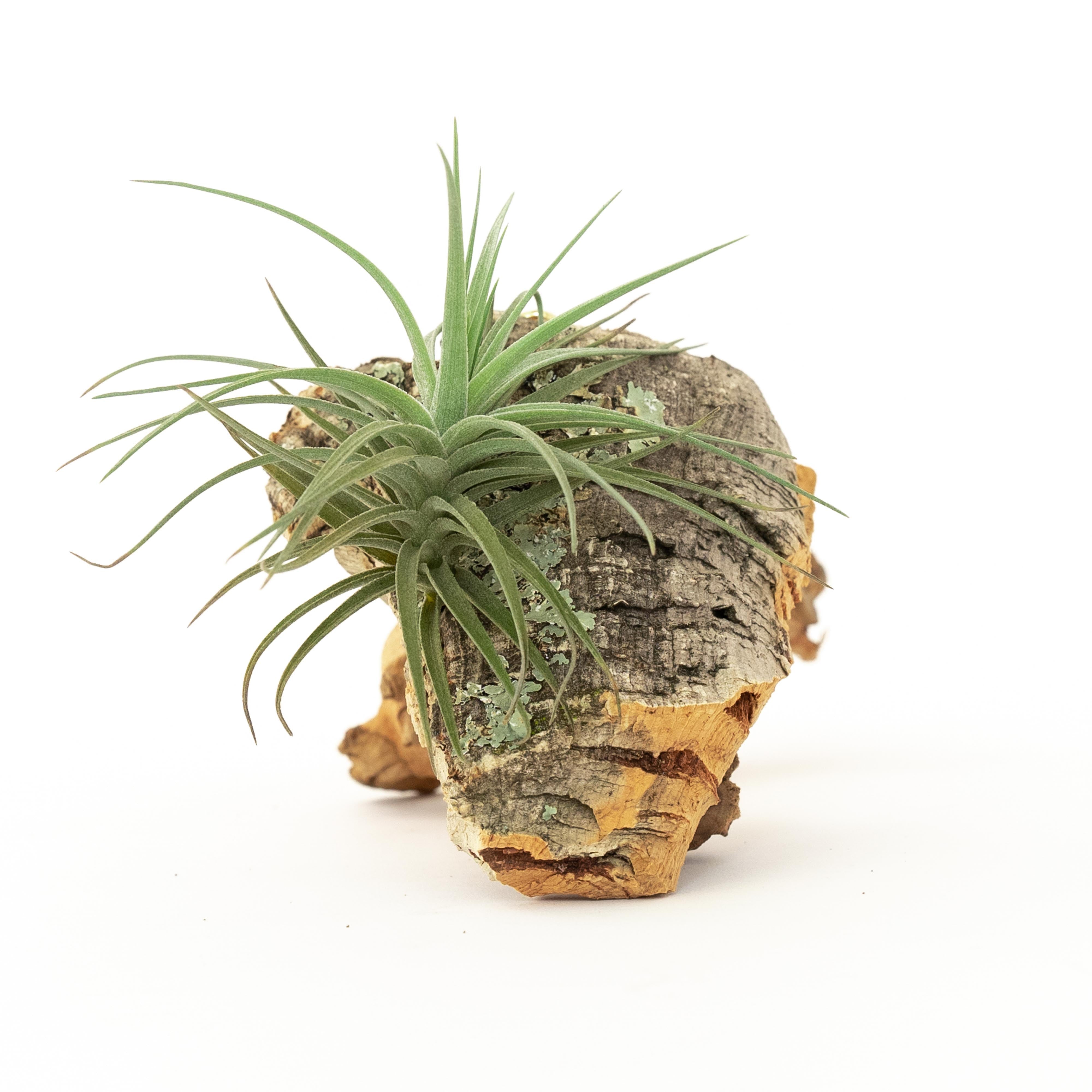 Cork Bark Chunk Display with Assorted Tillandsia Air Plant - Approximately 2 x 4 Inches-terrarium-The Succulent Source