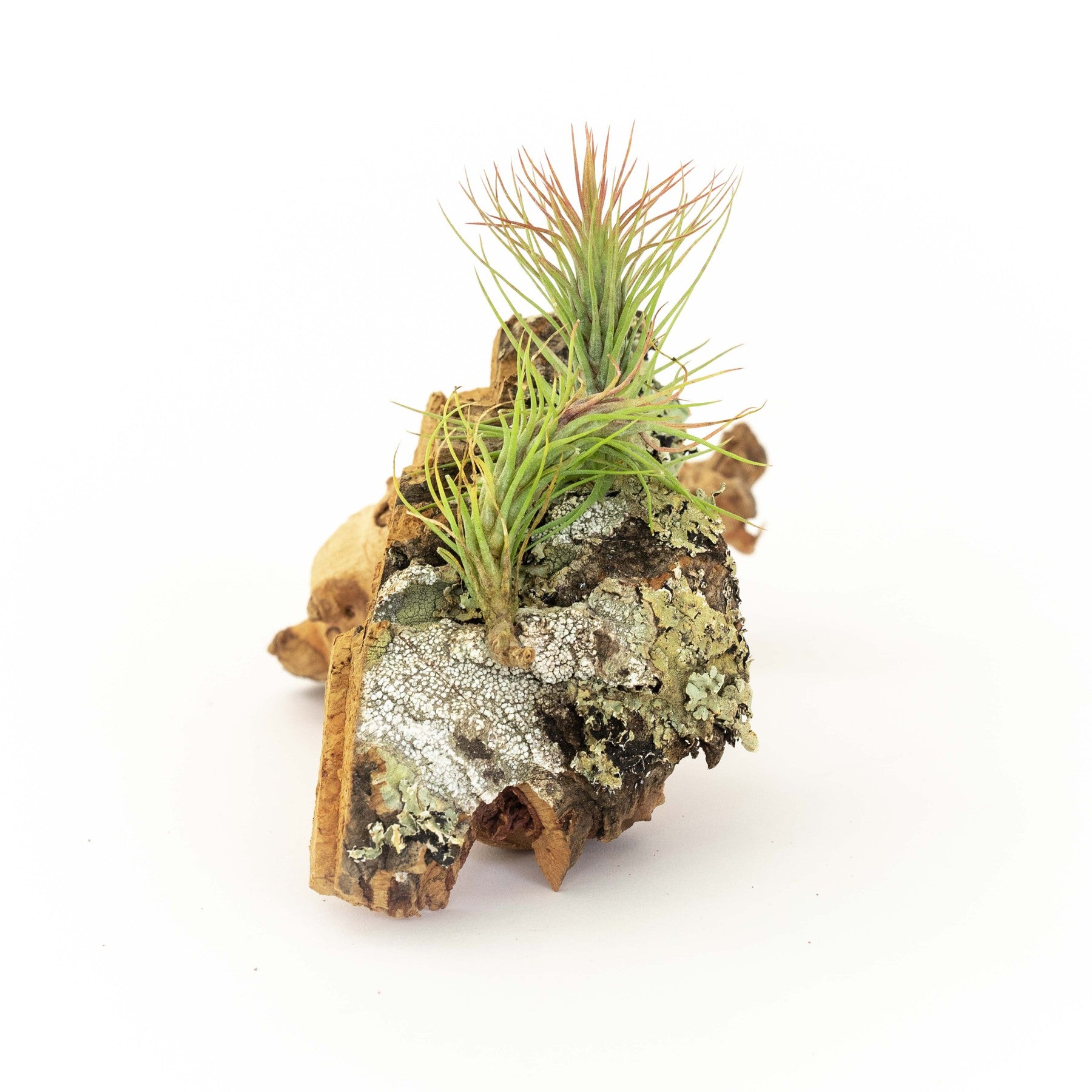 Cork Bark Chunk Display with Assorted Tillandsia Air Plant - Approximately 2 x 4 Inches-terrarium-The Succulent Source