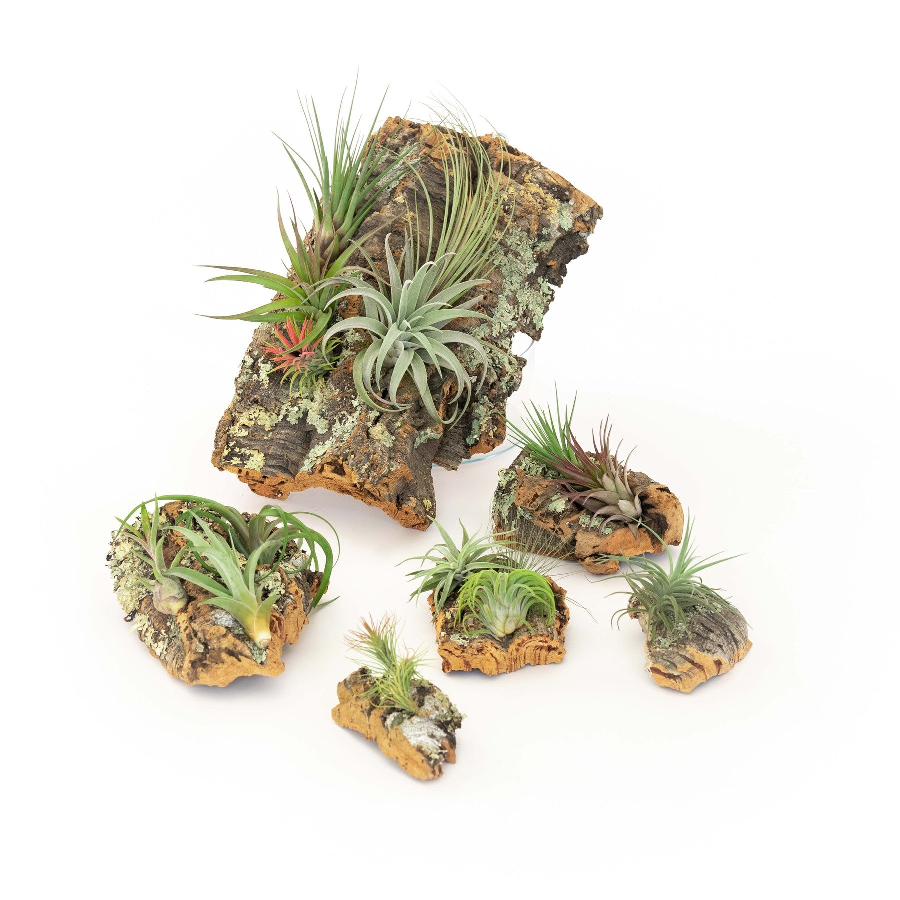 Cork Bark Chunk Display with Assorted Tillandsia Air Plant - Approximately 2 x 4 Inches-terrarium-The Succulent Source