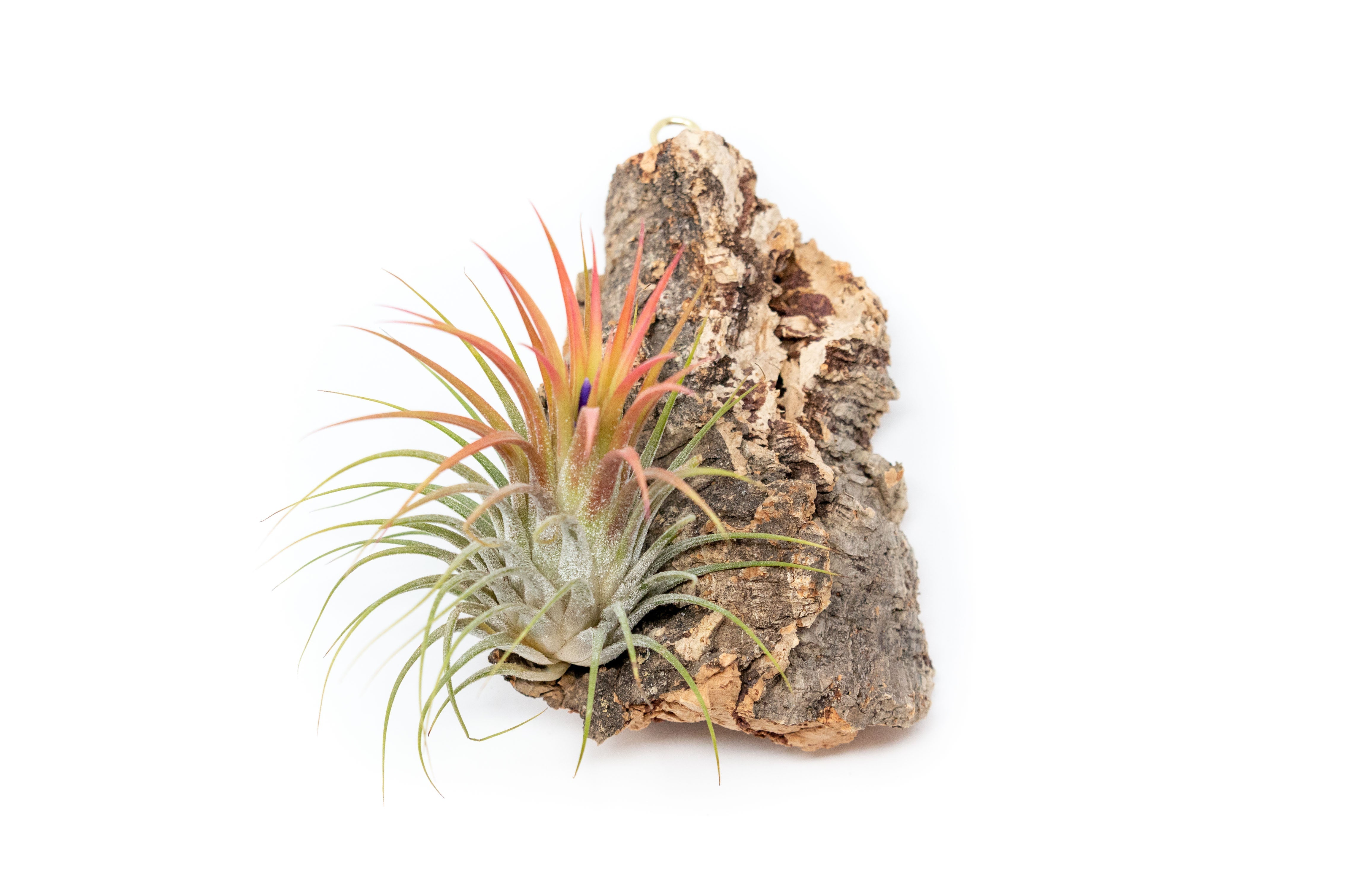 Cork Bark Chunk Display with Assorted Tillandsia Air Plant - Approximately 2 x 4 Inches-terrarium-The Succulent Source