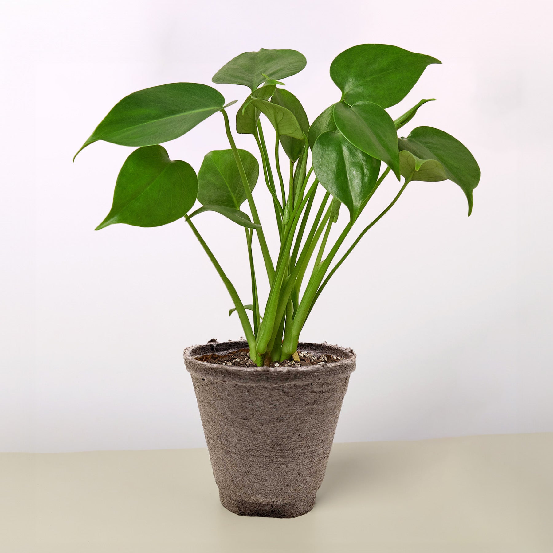 Cow Pot-The Succulent Source