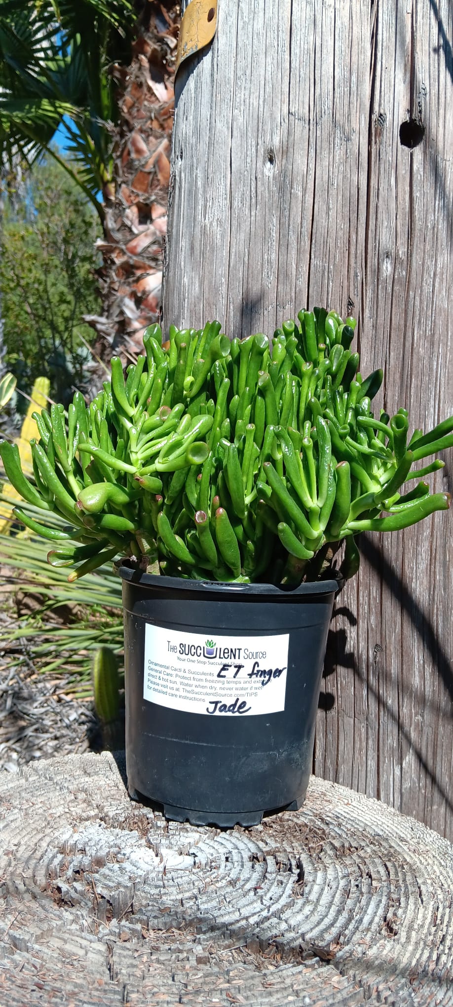 Crassula Jade type Cuttings and Potted by Blaise-Succulent - Cutting-The Succulent Source