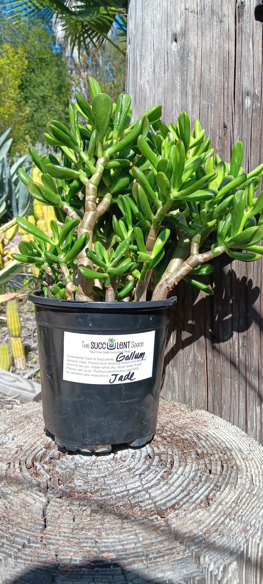 buy large jade plant Crassula Jade type Cuttings and Potted by Blaise Gollum 1G