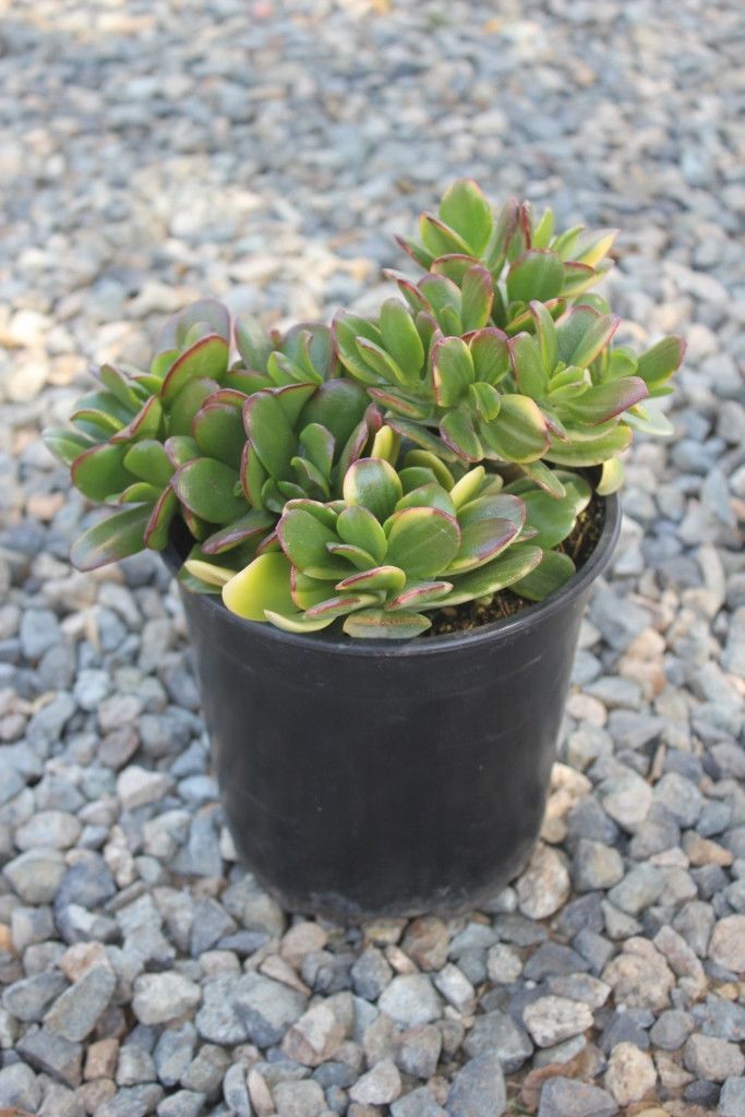 Crassula Argentea aka Hummels Rainbow Jade - 1 Gallon bulk wholesale succulent prices at the succulent source - 1