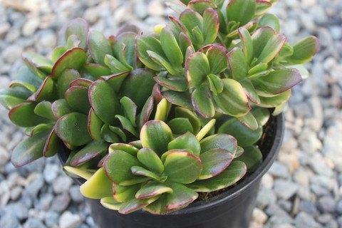 sunset jade succulent Crassula Sunset Rainbow Colored Jade