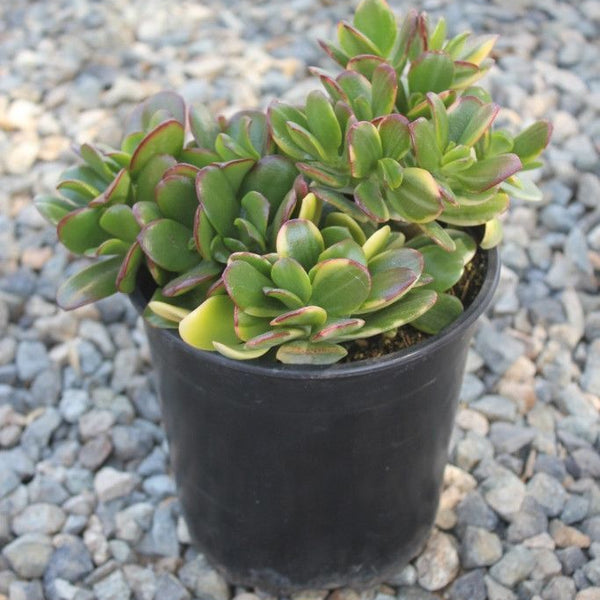 sunset jade succulent Crassula Sunset Rainbow Colored Jade