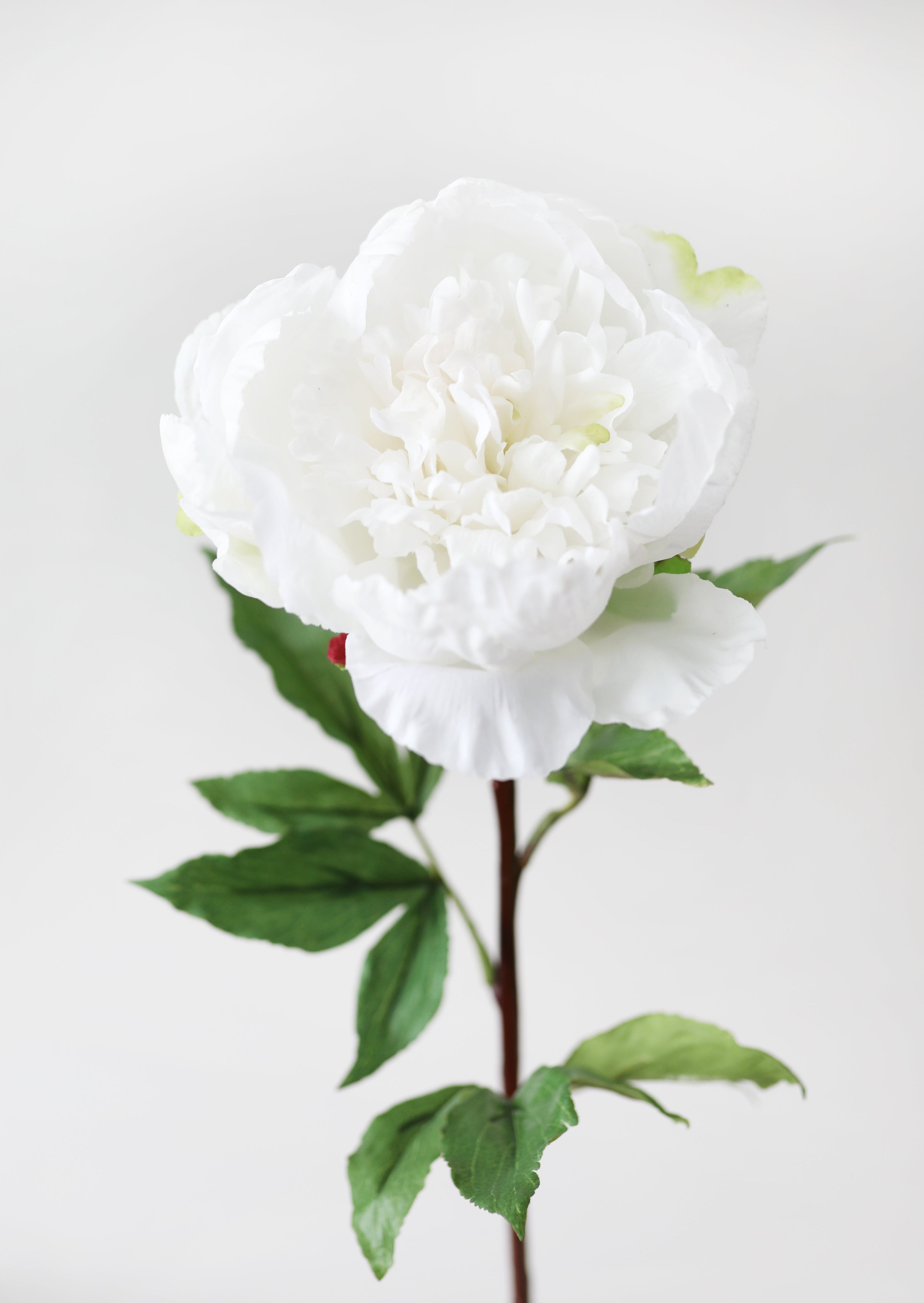 Cream White Faux Real Touch Peony Flower - 30"-Blooming Flowers-The Succulent Source