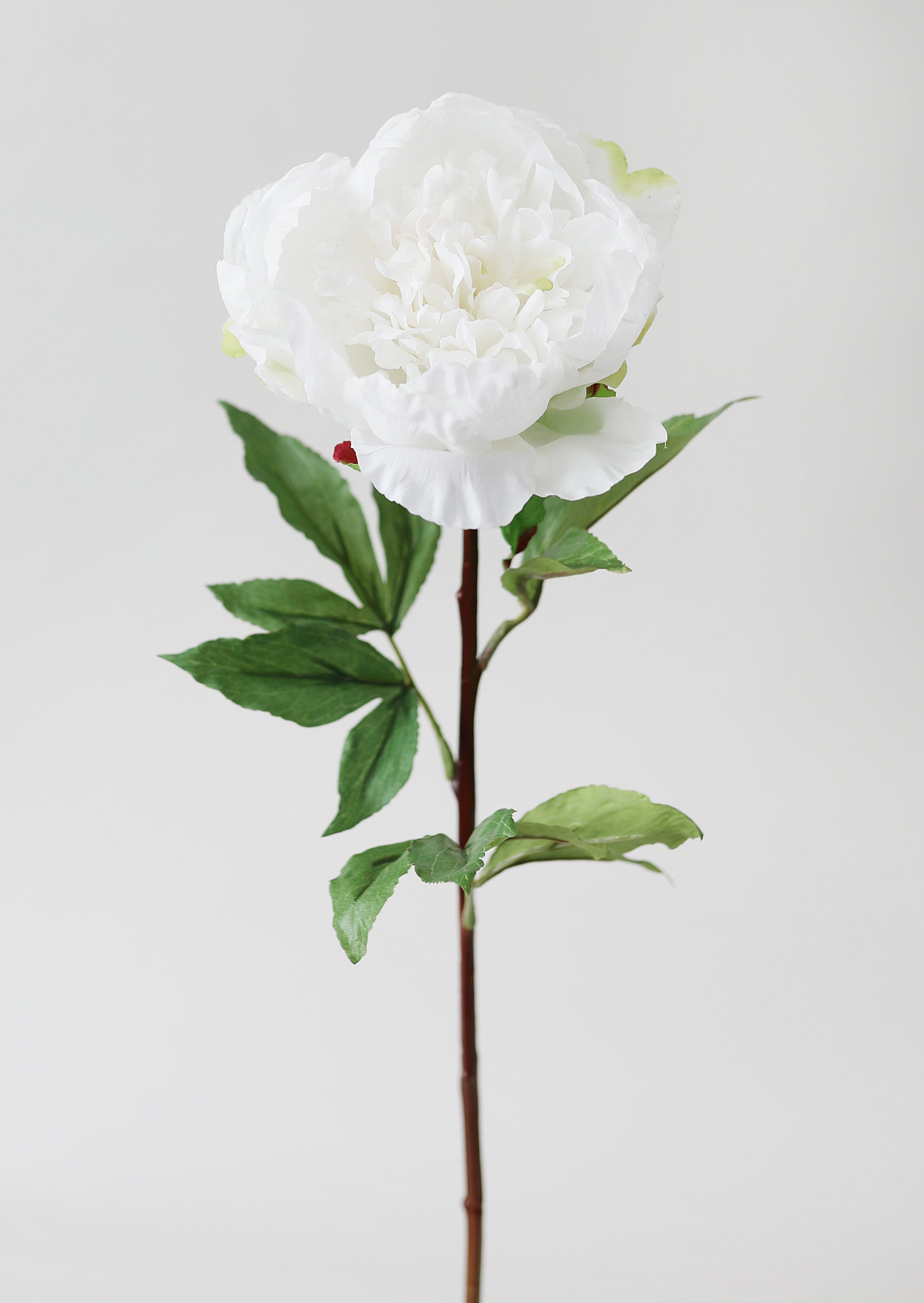 Cream White Faux Real Touch Peony Flower - 30"-Blooming Flowers-The Succulent Source