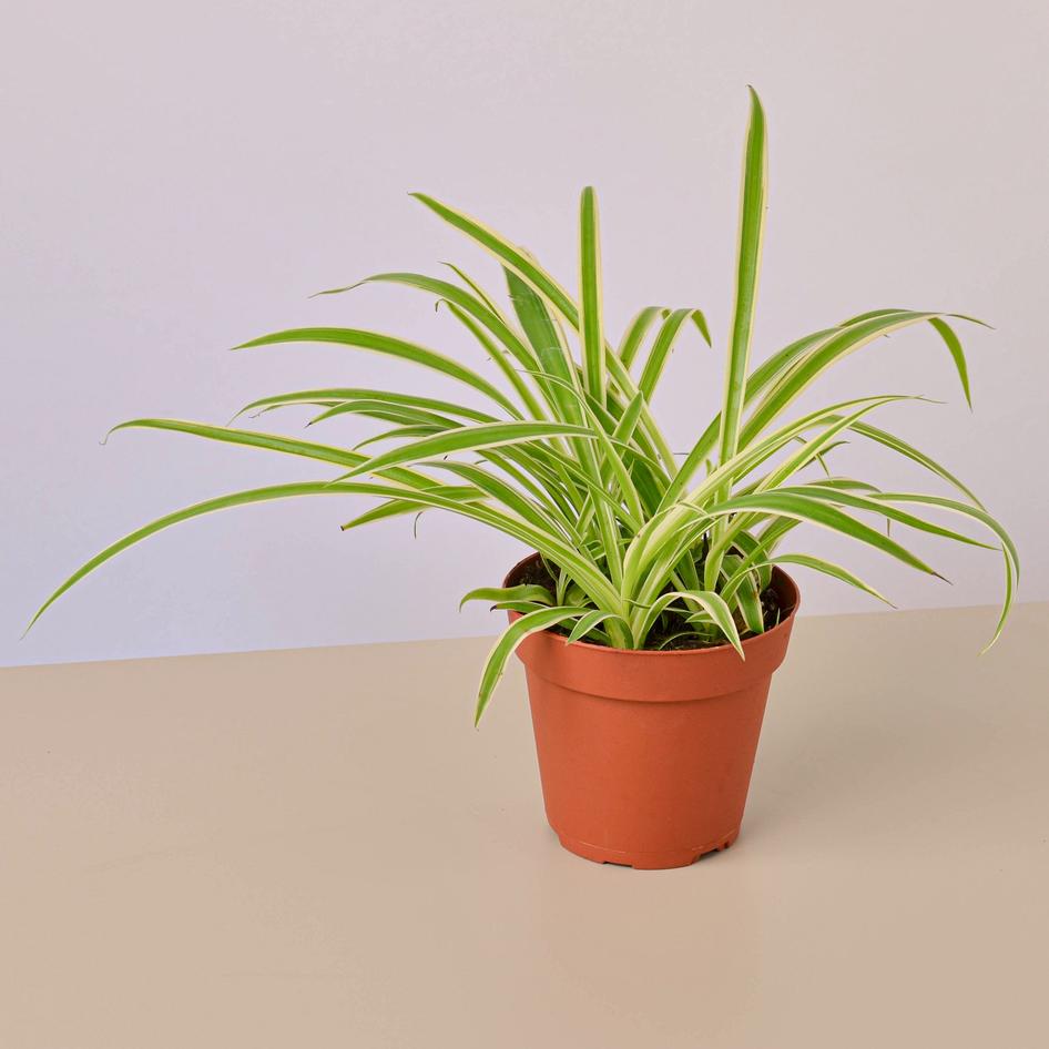 Creepy Plant Bundle-4" Plant (2)-The Succulent Source