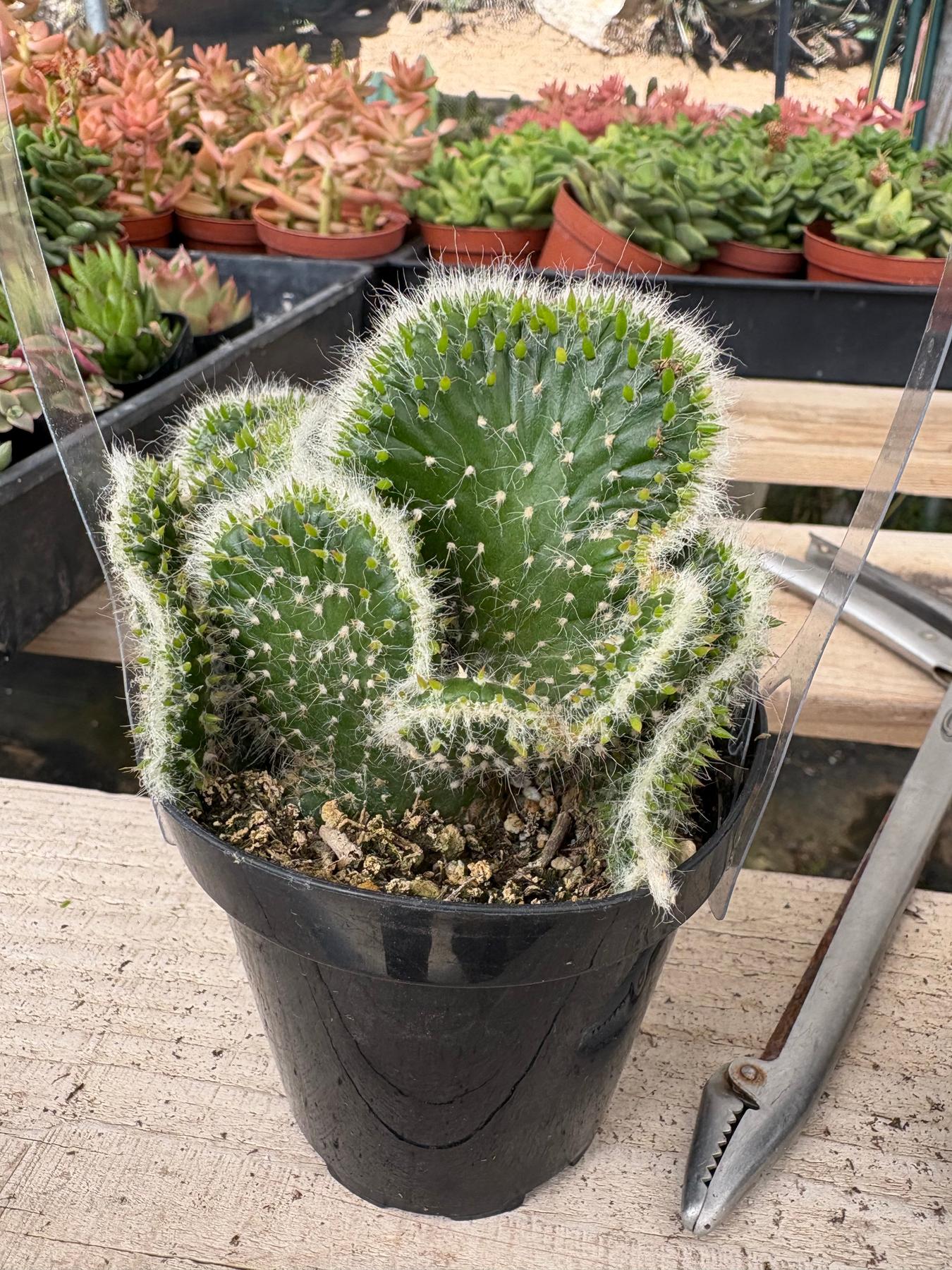 Crested & Monstrose Brain Cactus by Blaise-Cactus - Small-The Succulent Source