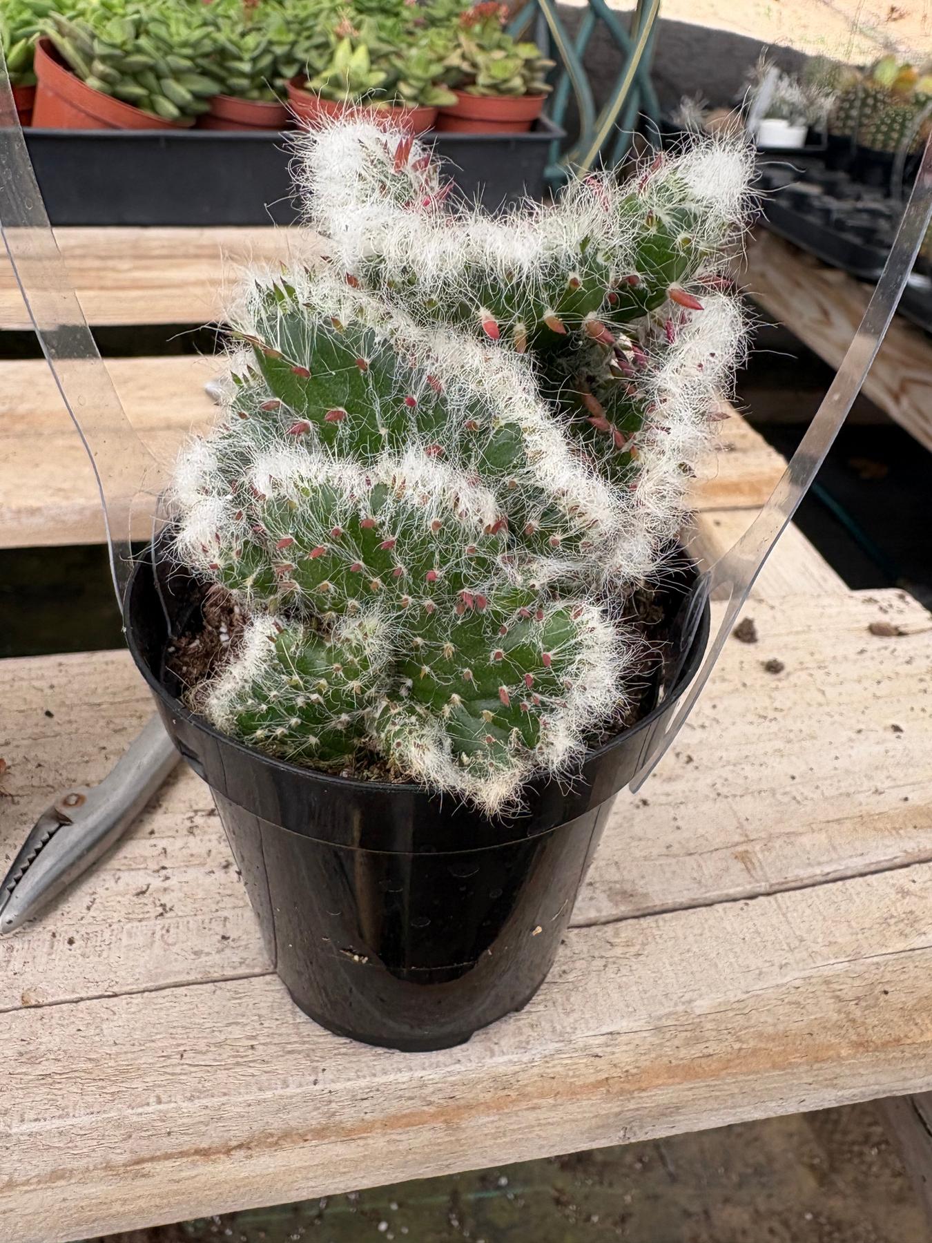 Crested & Monstrose Brain Cactus by Blaise in 3.5” containers