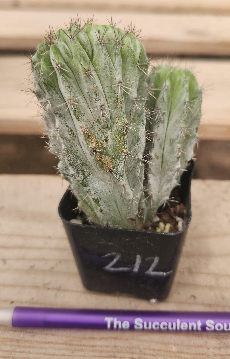 Crested Monstrose Variegated & Grafted Succulents & Cacti-Succulent - MIX (Small-Medium-Large-Cutting)-The Succulent Source
