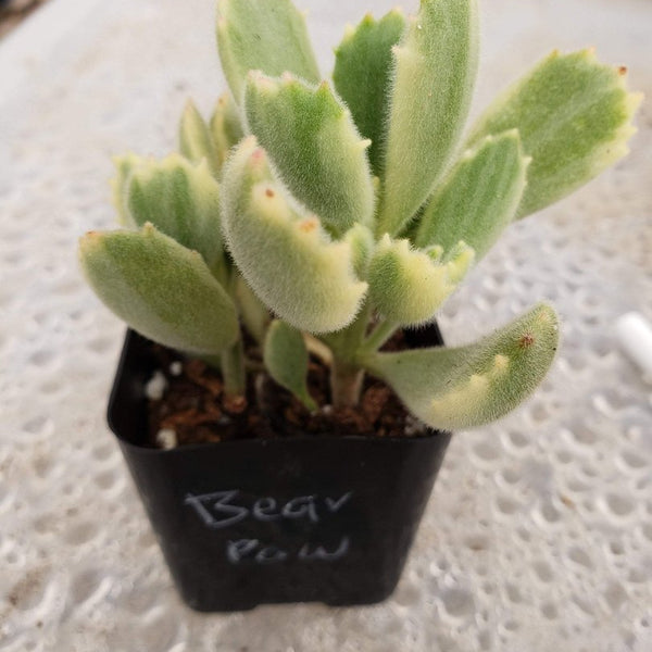 variegated succulents for sale Crested Monstrose Variegated & Grafted Succulents & Cactus