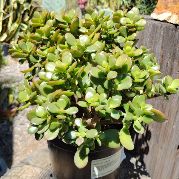 harbor lights jade plant Crosby's Compact Jade (dwarf jade plant)