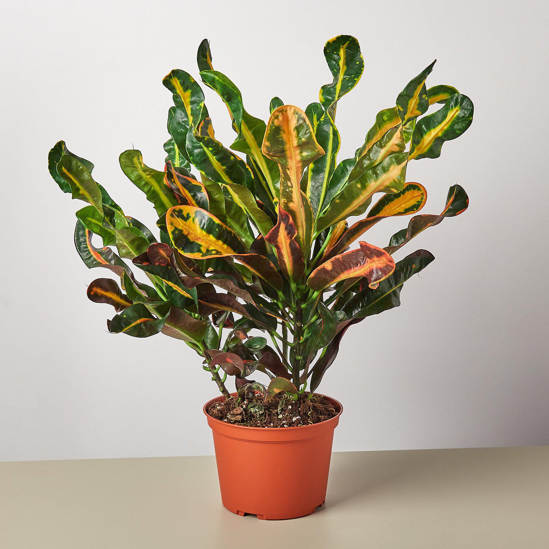 Croton Mammy-Indoor Plants-The Succulent Source