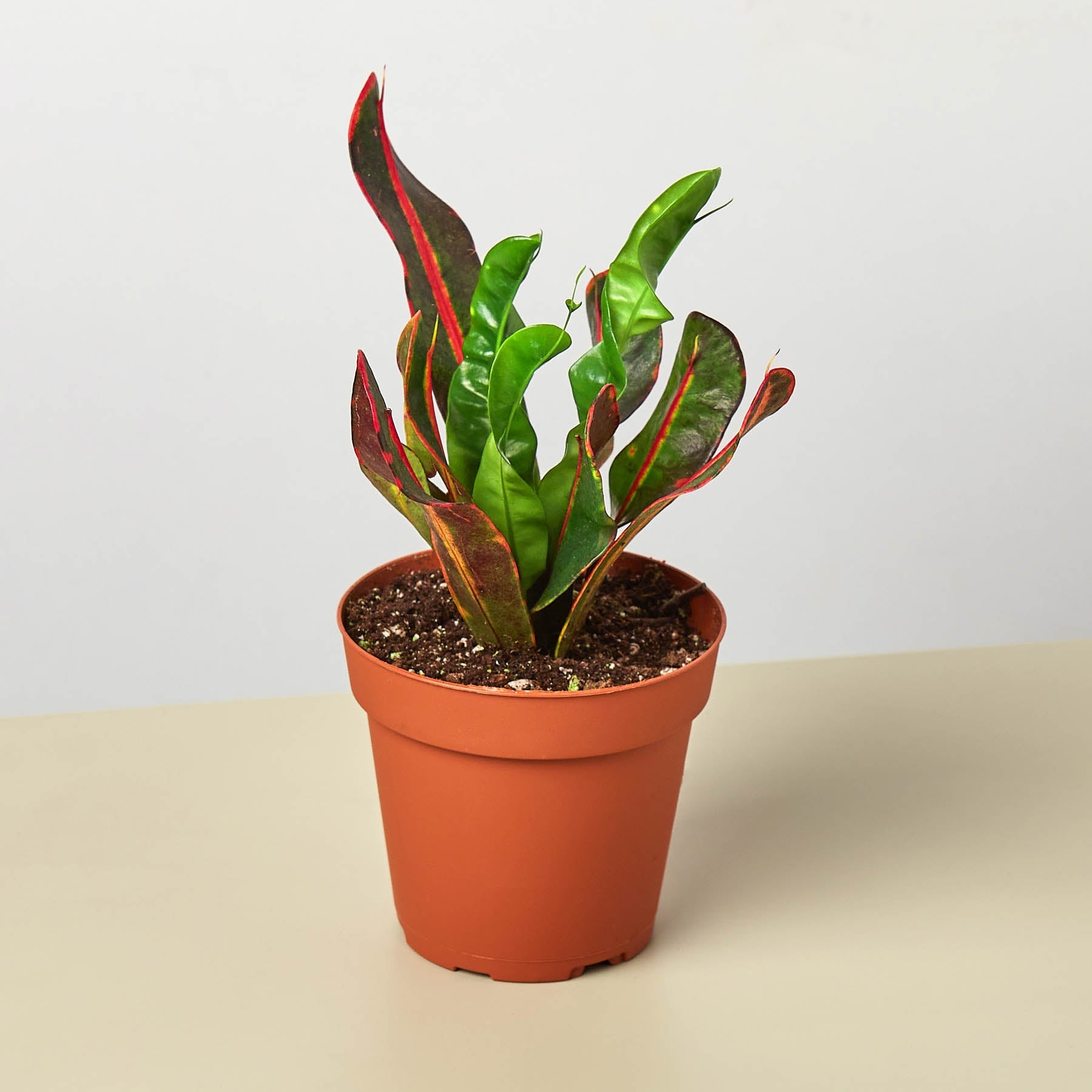 Croton Mammy-Indoor Plants-The Succulent Source