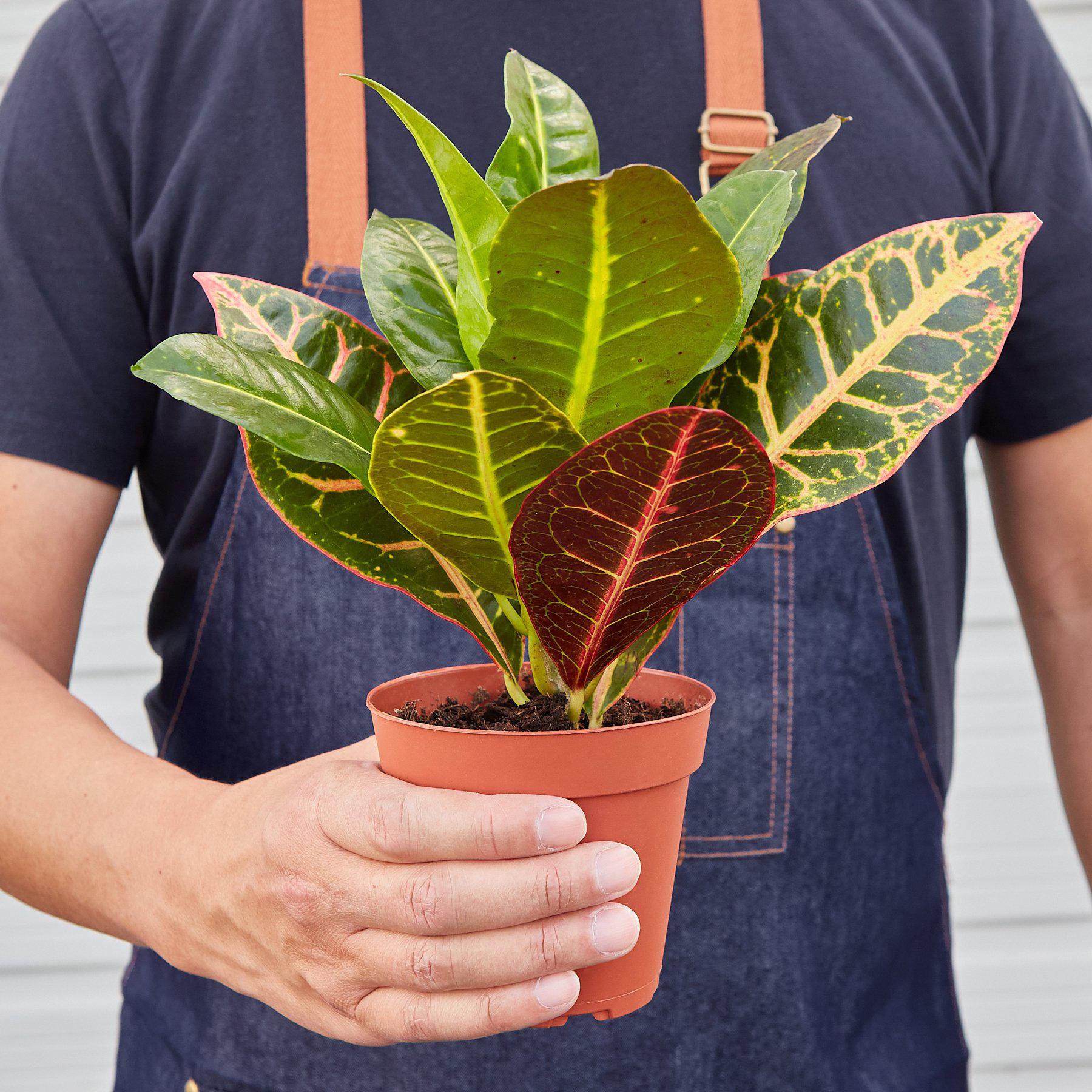 Croton Petra 'Joseph's Coat'-Indoor Plants-The Succulent Source