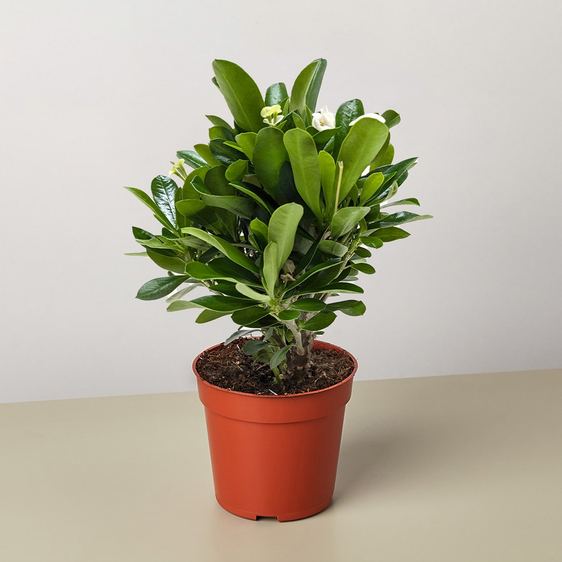 Crown of Thorns-6" Plant (2pk/$4.5) ($15 Ship/63oz)-The Succulent Source