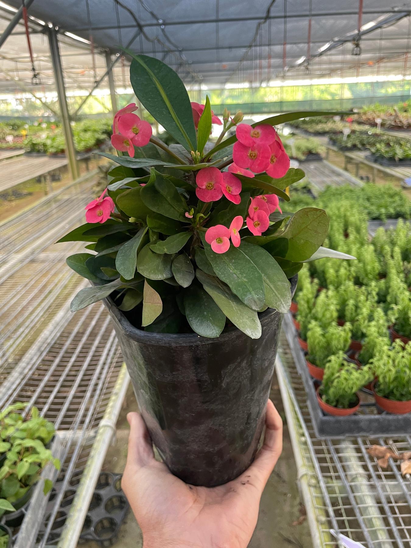 Crown of Thorns-6" Plant (2pk/$4.5) ($15 Ship/63oz)-The Succulent Source