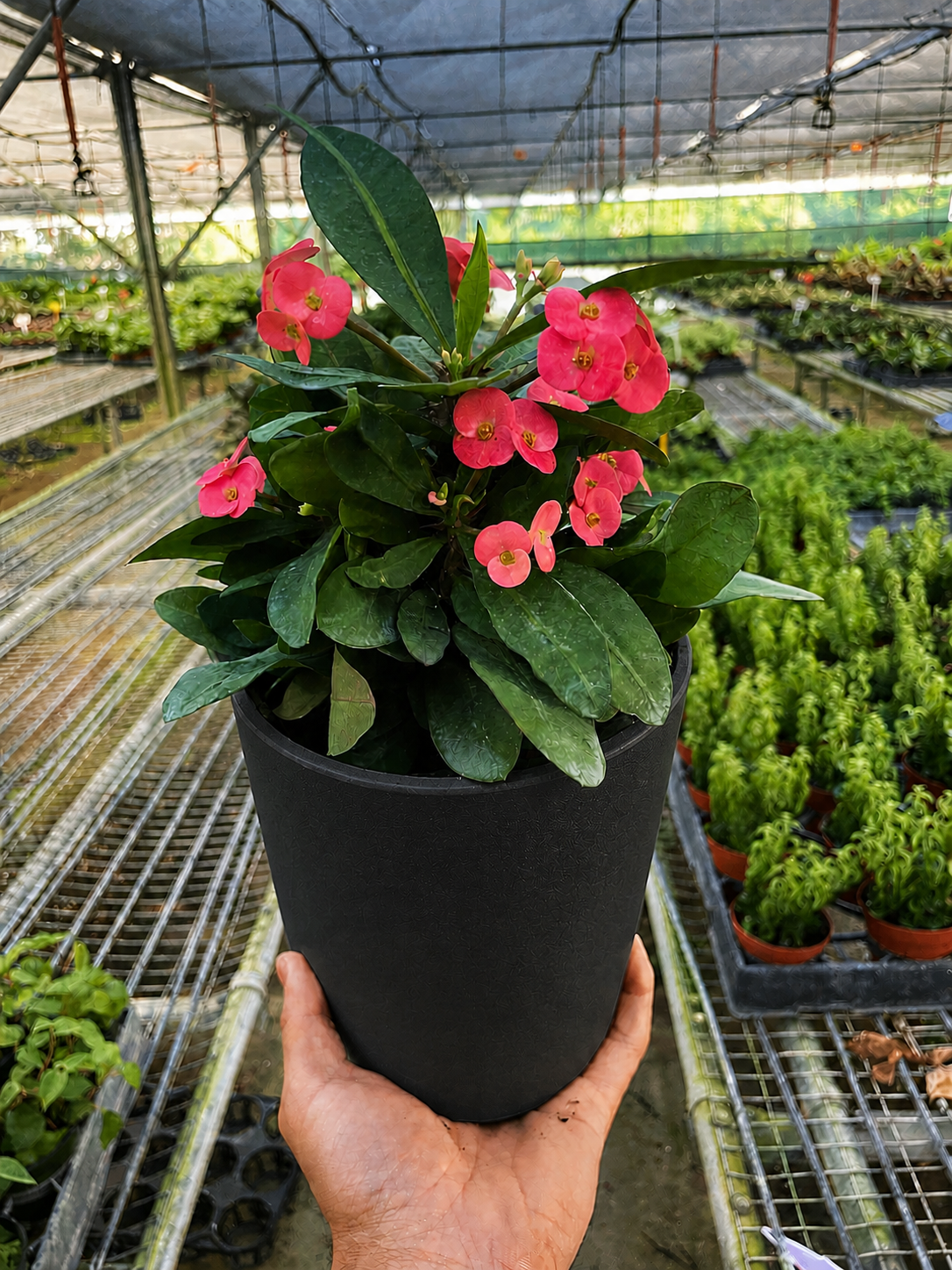 Crown of Thorns-6" Plant (2pk/$4.5) ($15 Ship/63oz)-The Succulent Source