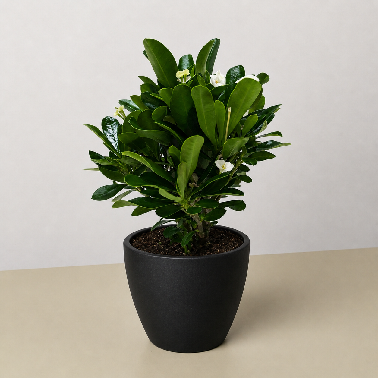 Crown of Thorns-6" Plant (2pk/$4.5) ($15 Ship/63oz)-The Succulent Source