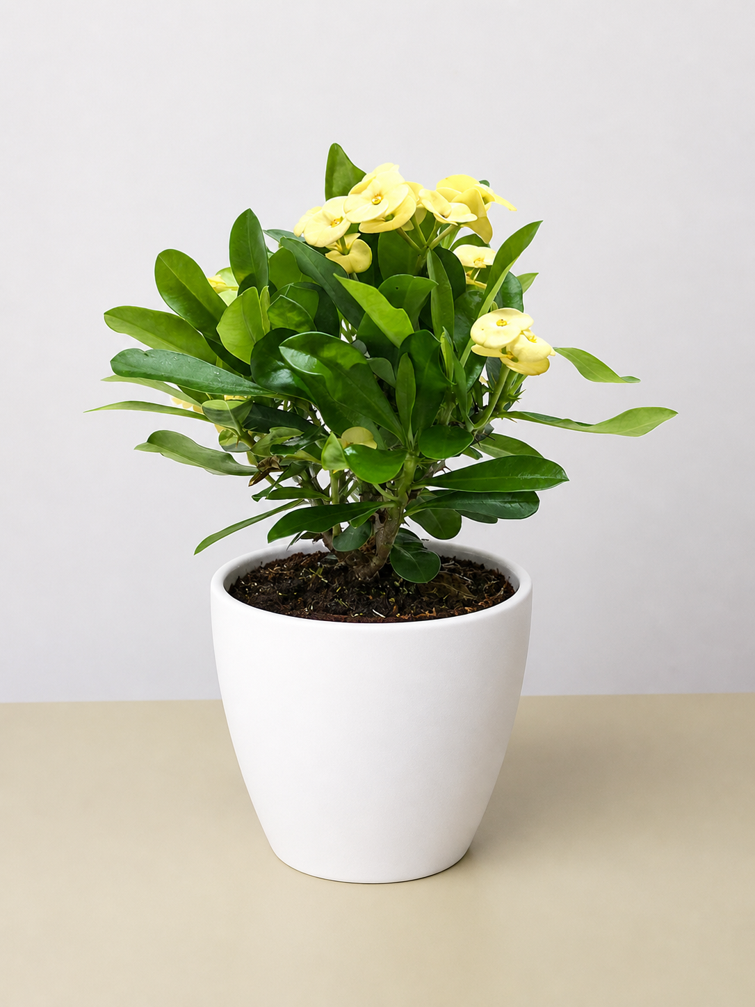Crown of Thorns-6" Plant (2pk/$4.5) ($15 Ship/63oz)-The Succulent Source