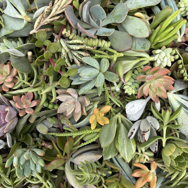 Cuttings - Assorted Succulents (price per ONE cutting)