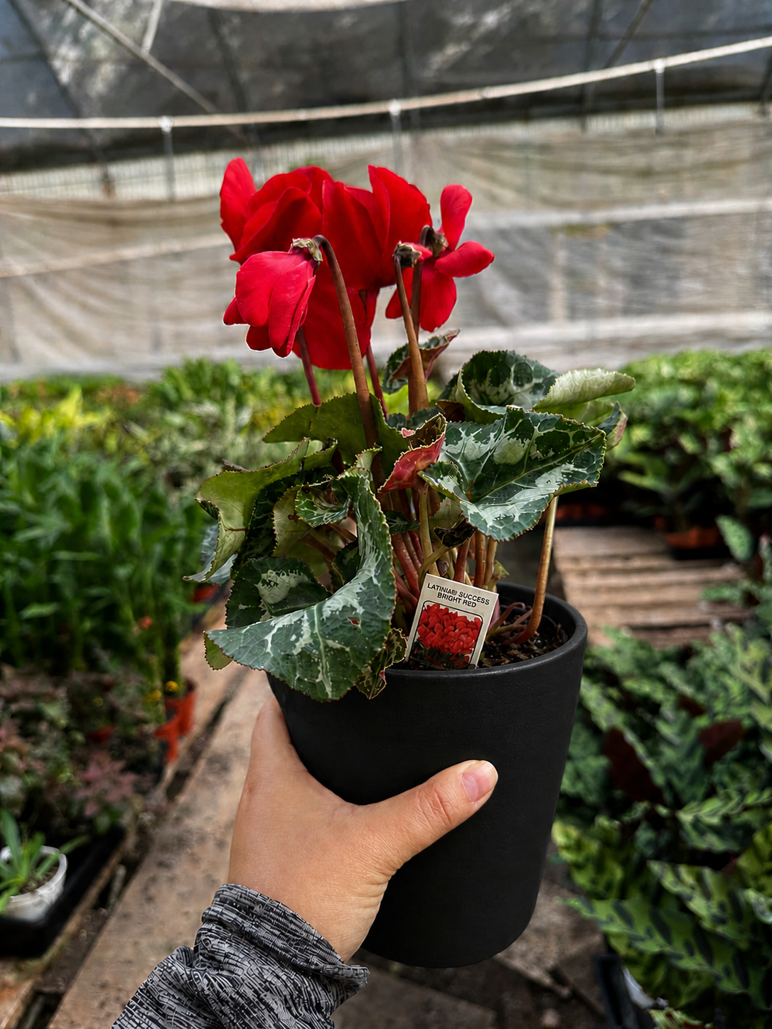 Cyclamen 'Red'-Indoor Plants-The Succulent Source