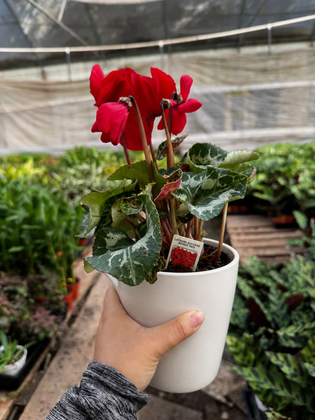 Cyclamen 'Red'-Indoor Plants-The Succulent Source