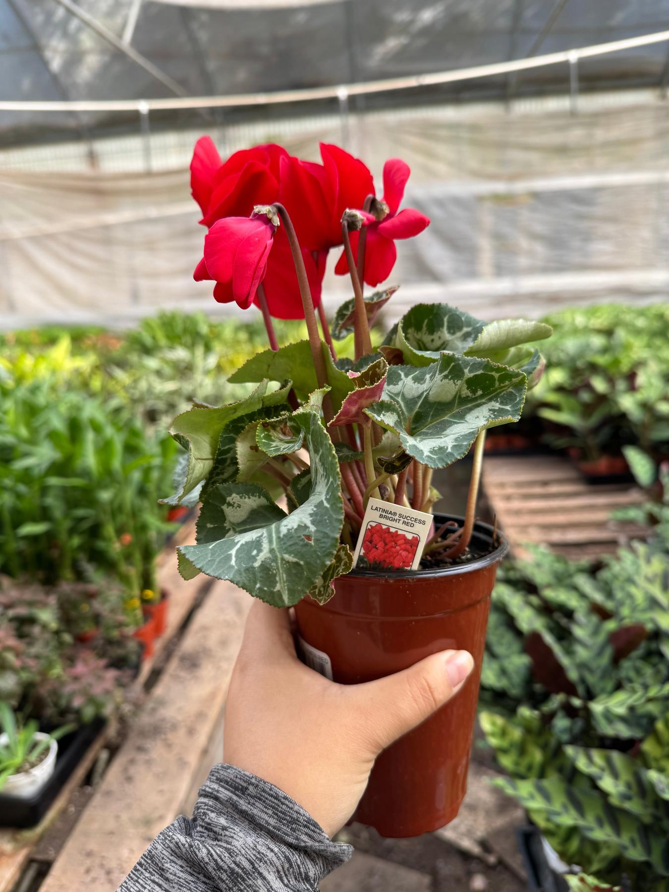 Cyclamen 'Red'-Indoor Plants-The Succulent Source