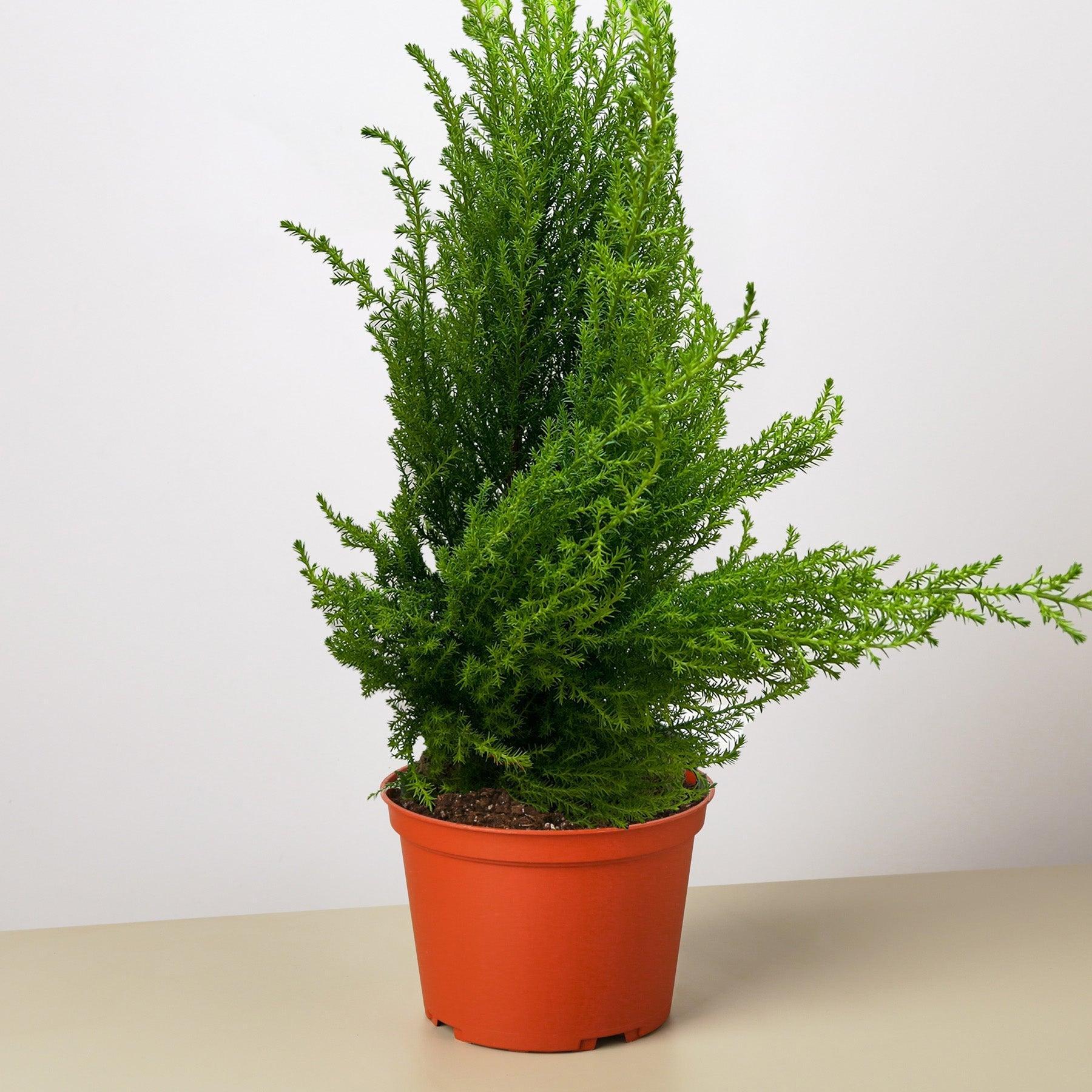 Cypress Lemon-Indoor Plants-The Succulent Source