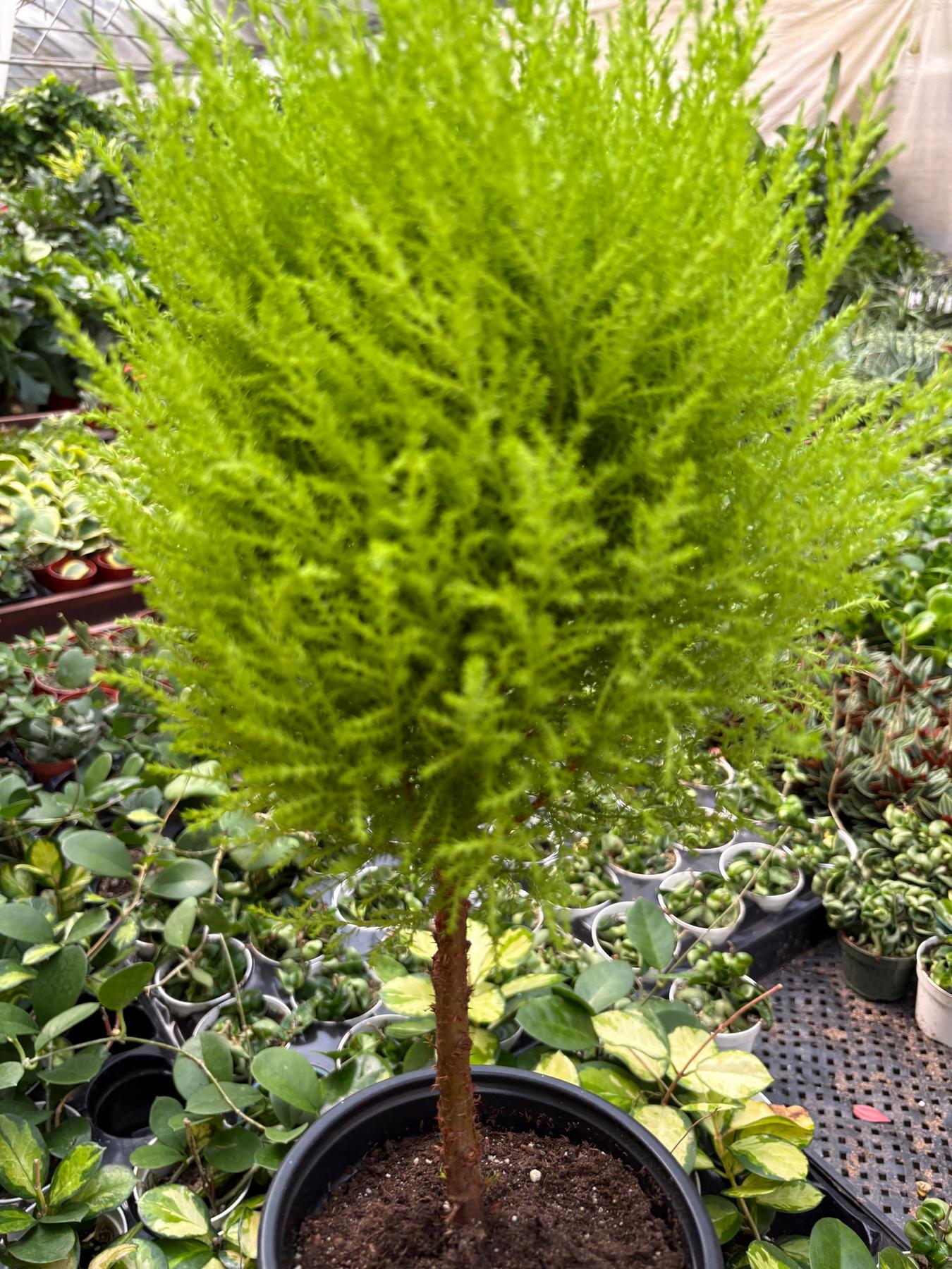 Cypress Lemon Topiary-Indoor Plants-The Succulent Source