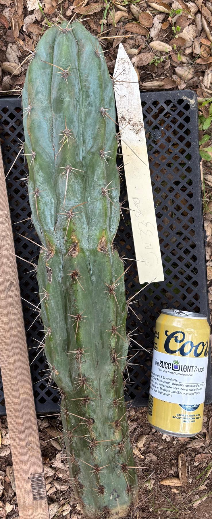 #EC395 EXACT TLC Trichocereus Bargain  Cactus Cuttings by Blaise