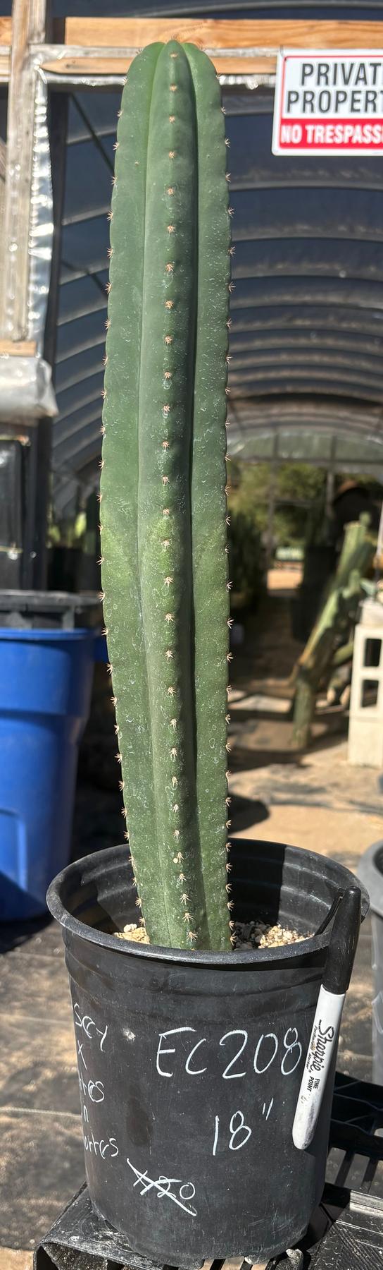 #EC208 EXACT Trichocereus Hybrid Scop Kesey X Pachanoi Torres n Torres Cactus 18”