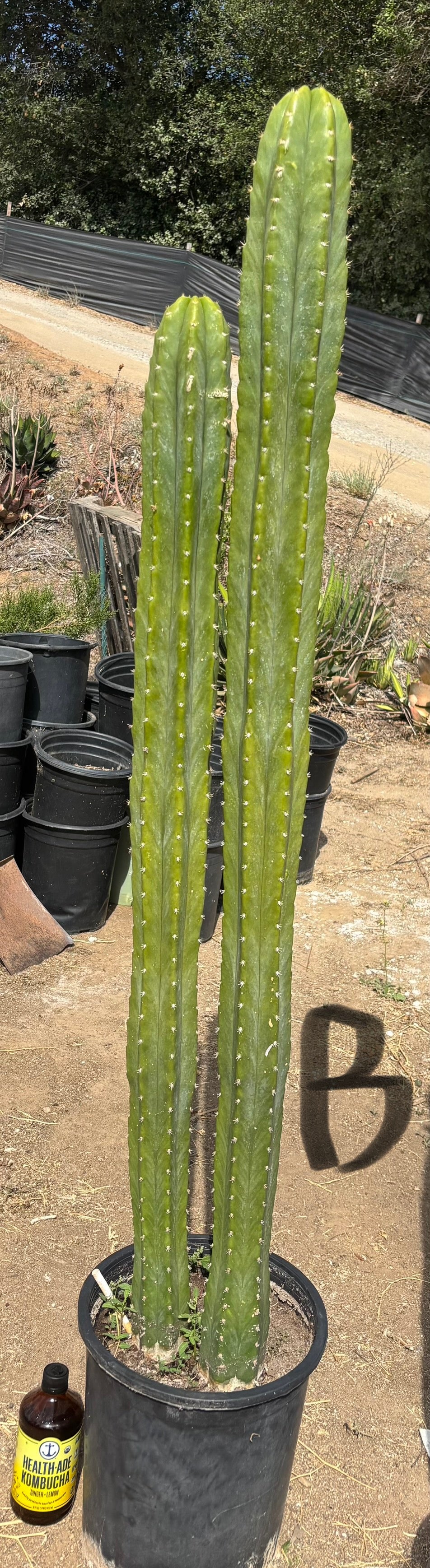#EC125 EXACT GIANT Trichocereus Pachanoi PC Cactus Potted Specimens