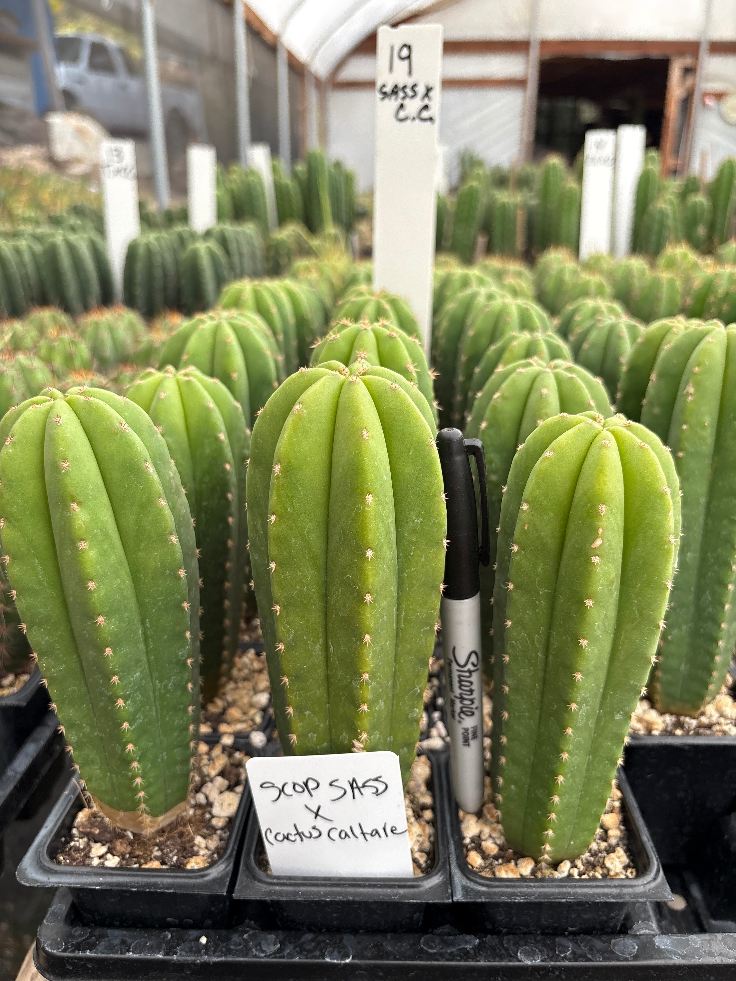 #EC225 Variety of Trichocereus Hybrid Cactus Bargain Potted Seedlings For Sale
