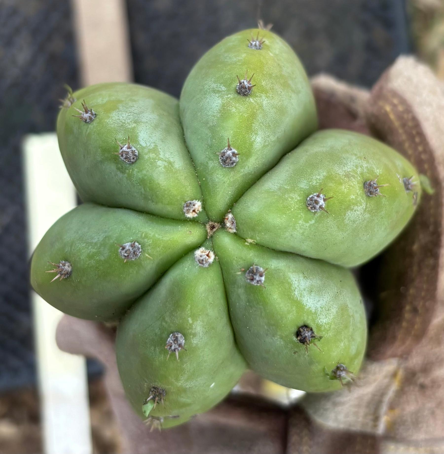 #EC395 EXACT TLC Trichocereus Bargain  Cactus Cuttings by Blaise