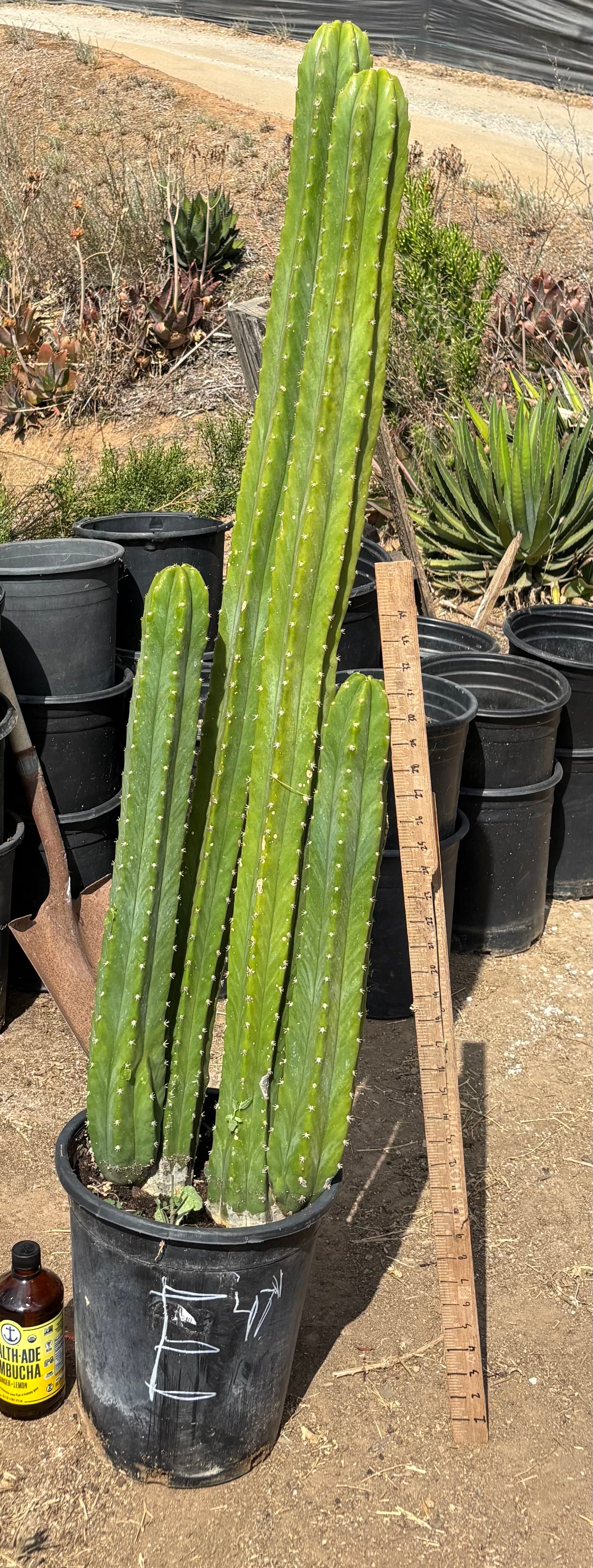 #EC125 EXACT GIANT Trichocereus Pachanoi PC Cactus Potted Specimens