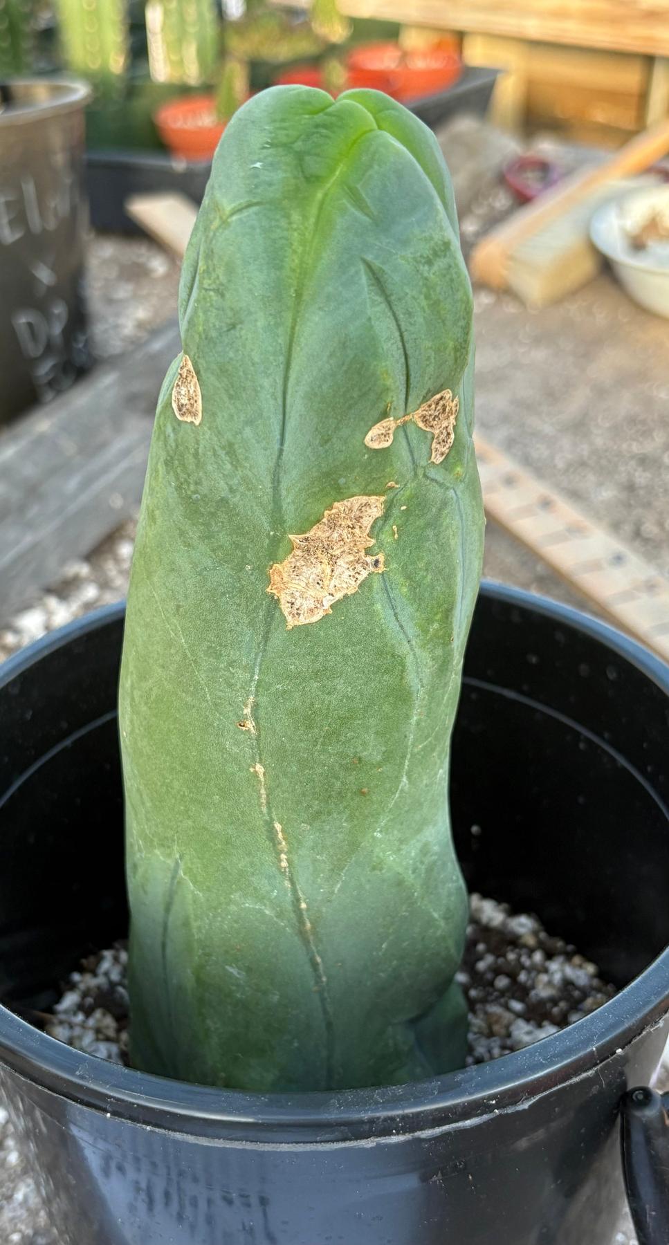 #EC24 EXACT Trichocereus Bridgesii TBM  Penis monstrose Long Form Cactus 8.5”