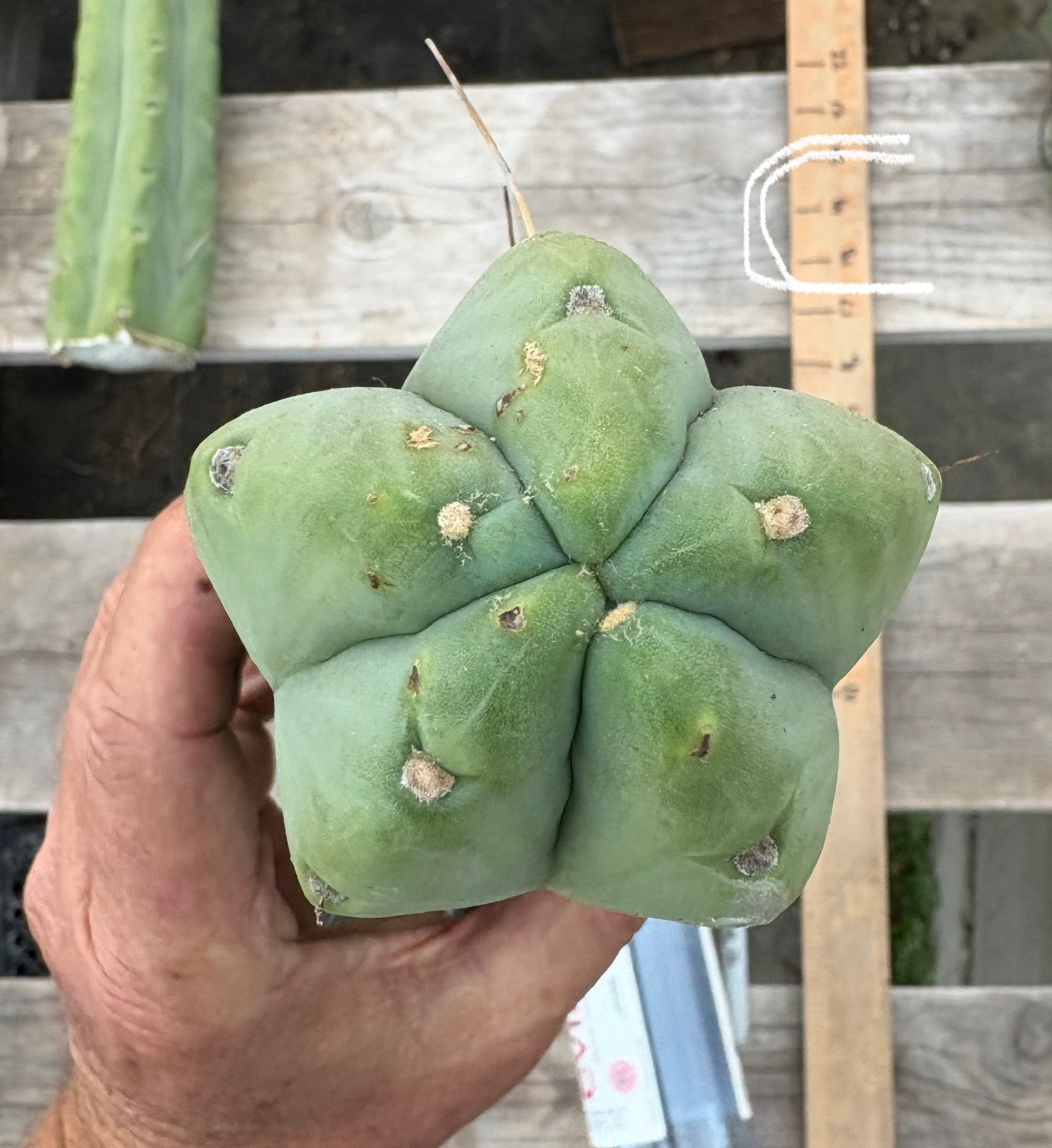#EC153 EXACT Trichocereus Bridgesii Jiimz Twin Spine Cactus Cuttings