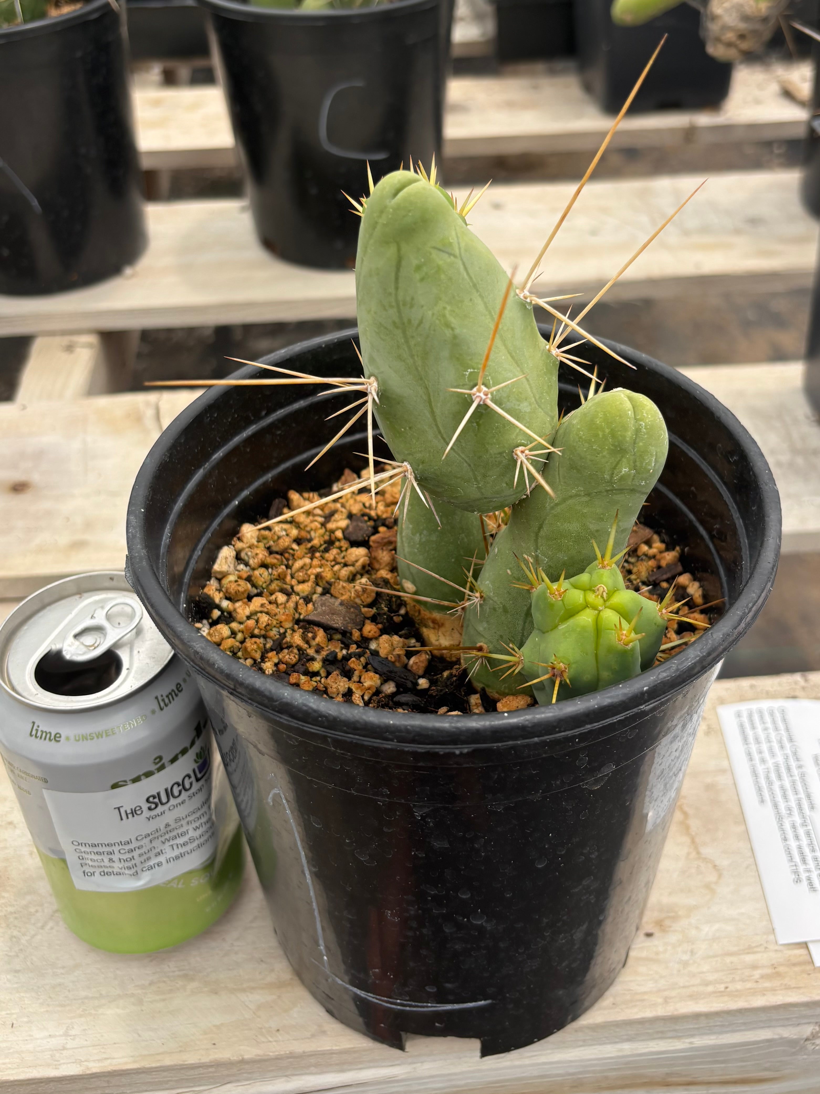 Trichocereus bridgesii forma monstrose TBM inermis aka Ornamental Penis Cactus Plant
