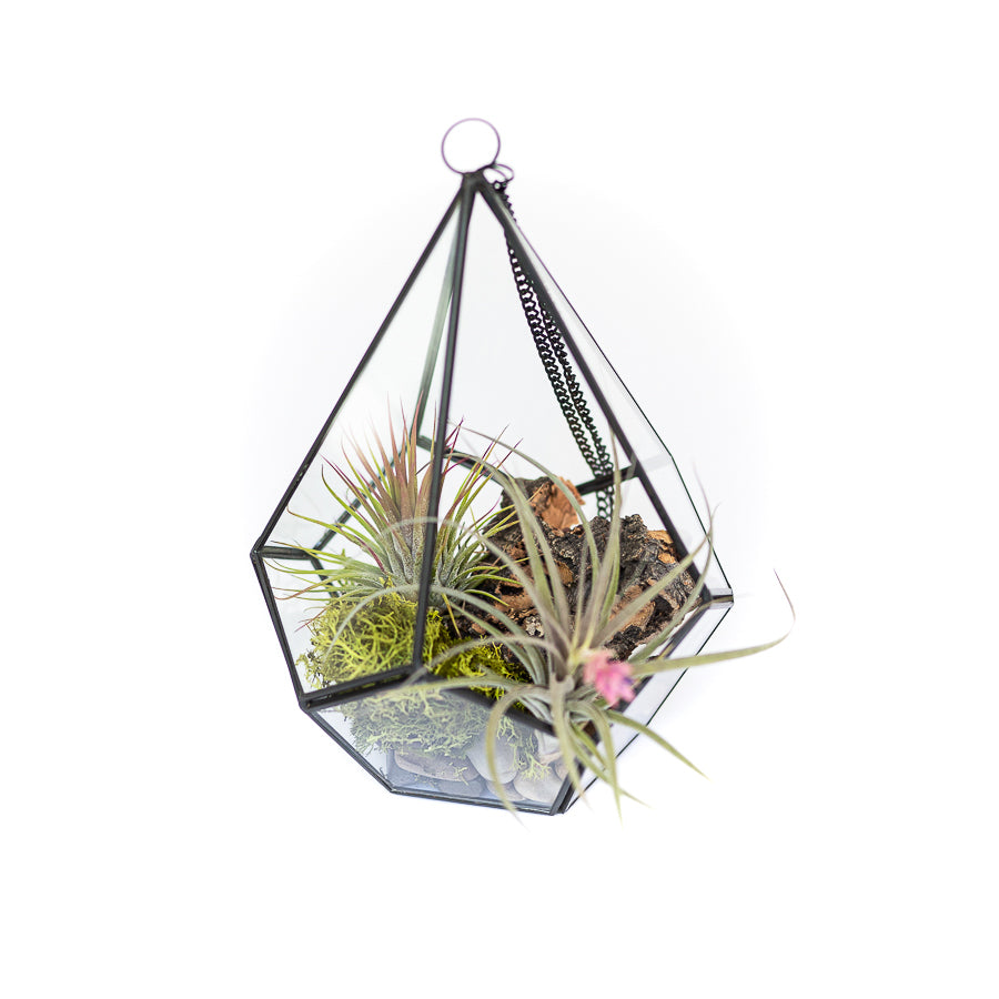 DIY Glass Diamond Terrarium-terrarium-The Succulent Source