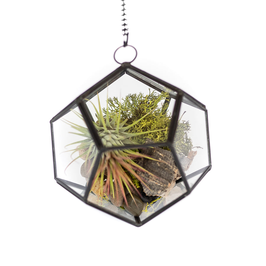 DIY Glass Pentagon Terrarium-terrarium-The Succulent Source