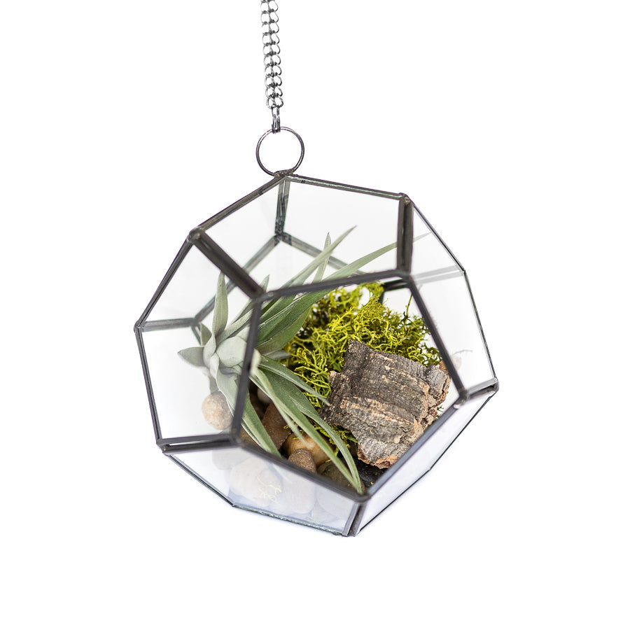 DIY Glass Pentagon Terrarium-terrarium-The Succulent Source