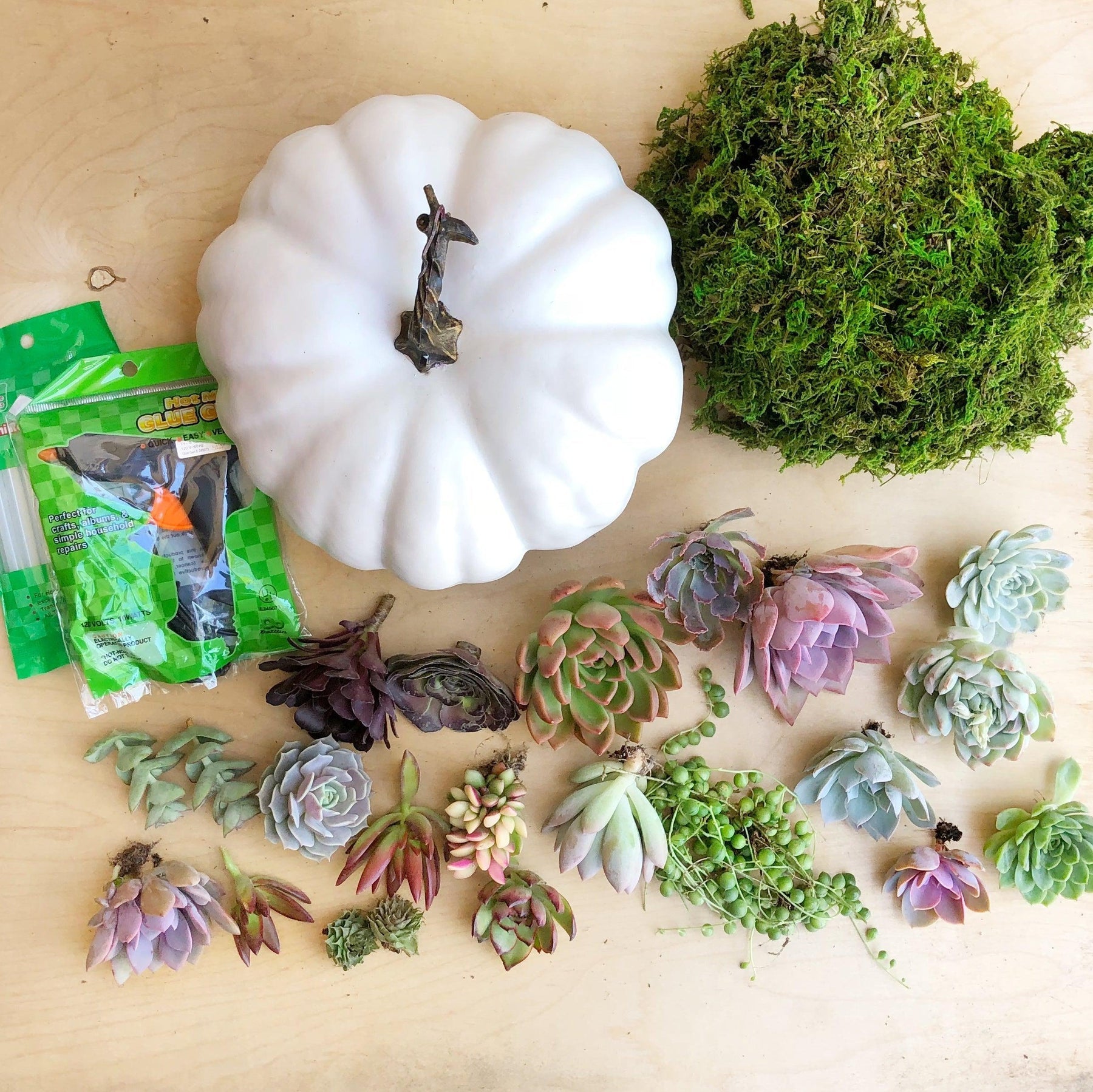 DIY Succulent Trimmed Pumpkin Kit.